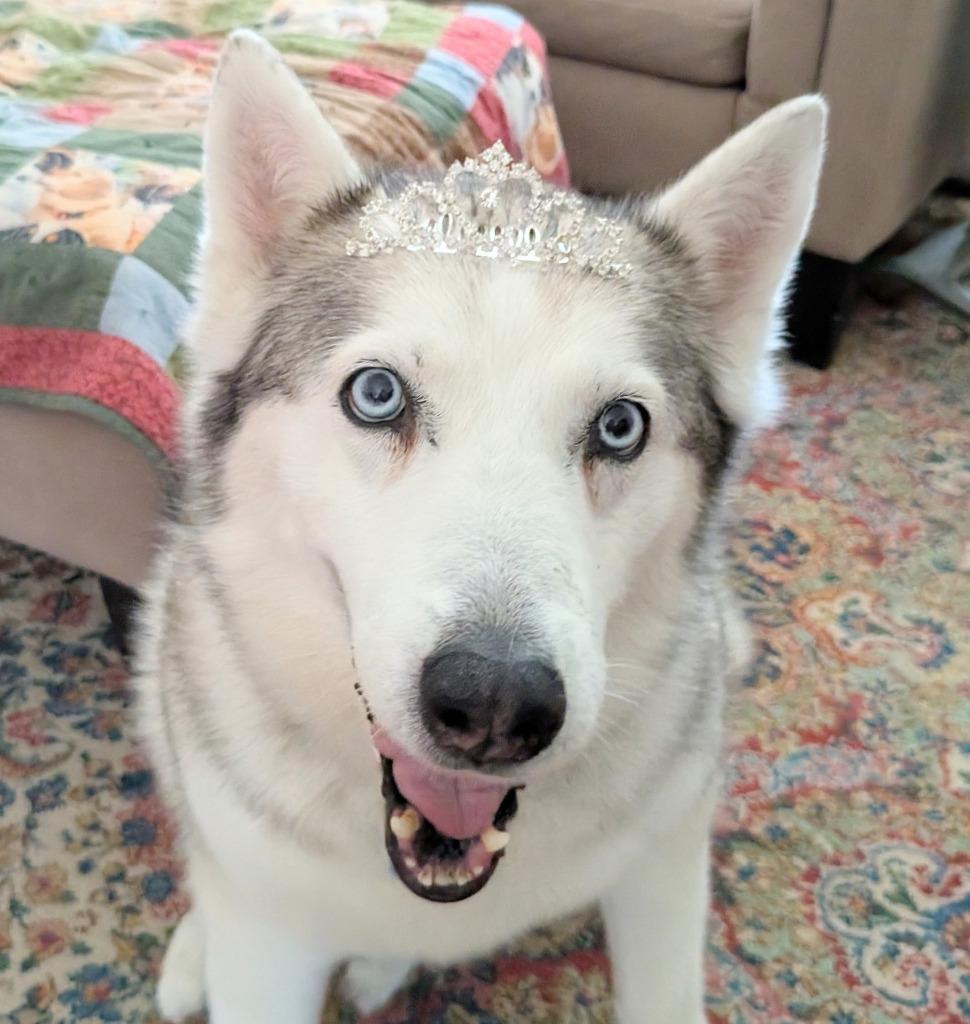 Enlarge Bell, a Adoptable mixed breed in El Cajon, CA image 5/6