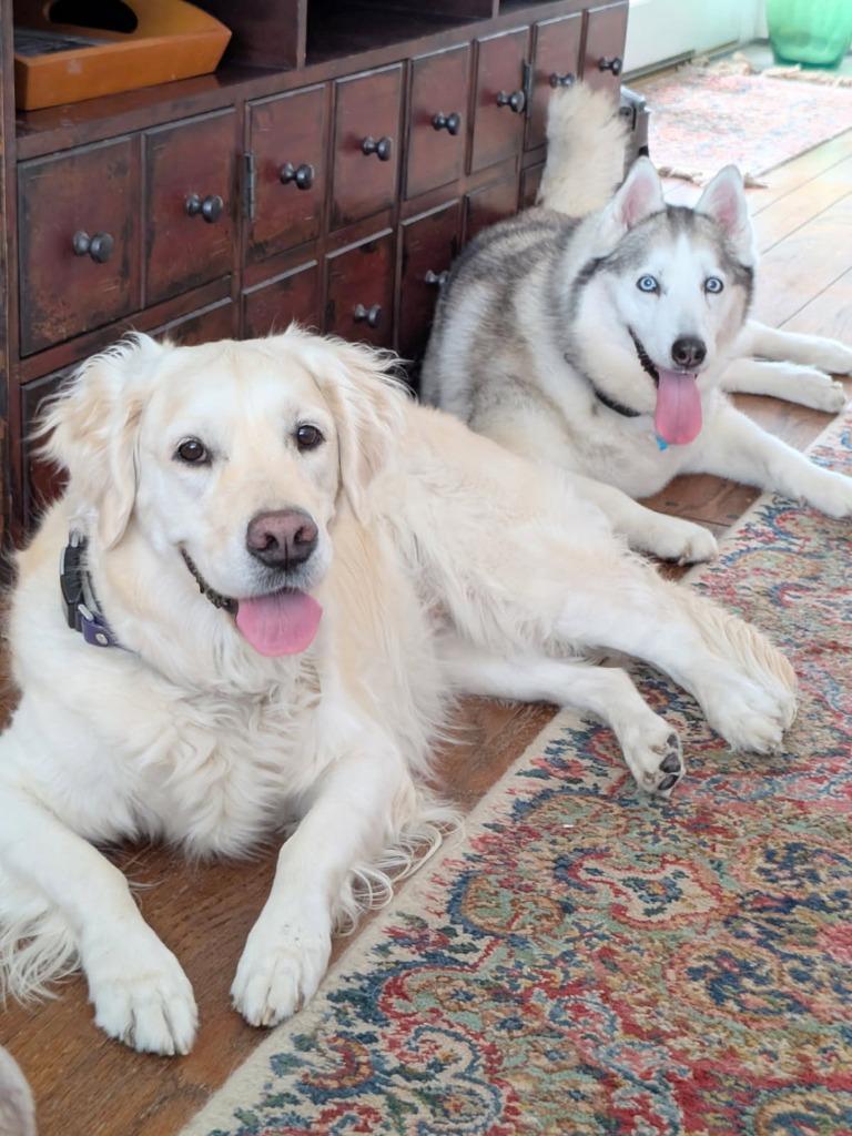 Enlarge Bell, a Adoptable mixed breed in El Cajon, CA image 6/6