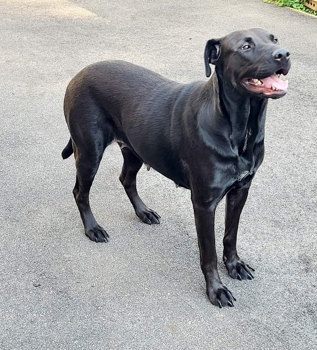 Lola, Adoptable, Adult Female Labrador Retriever.