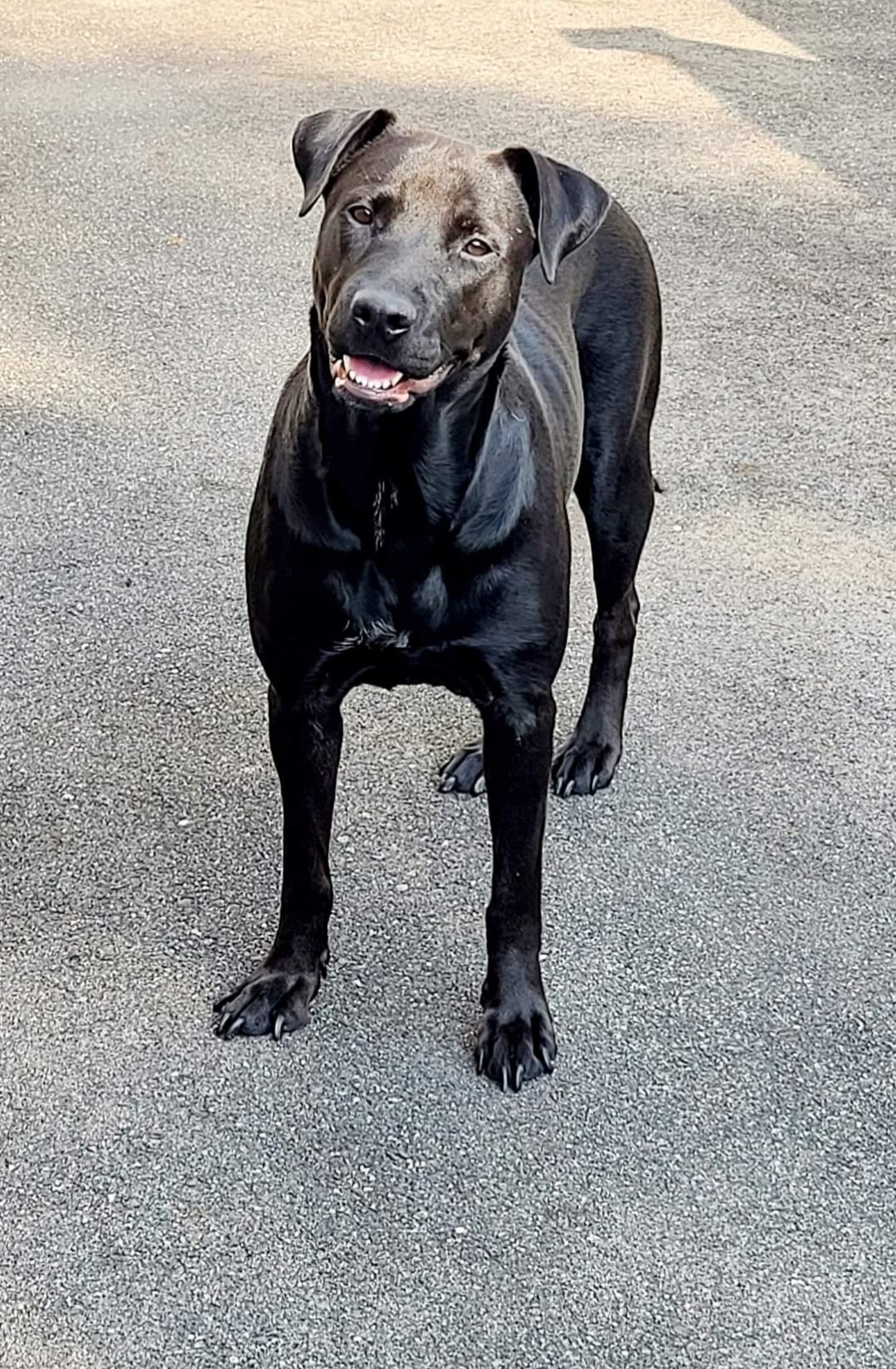 Lola, a Adoptable Labrador Retriever in East Rockaway, NY image 2/12
