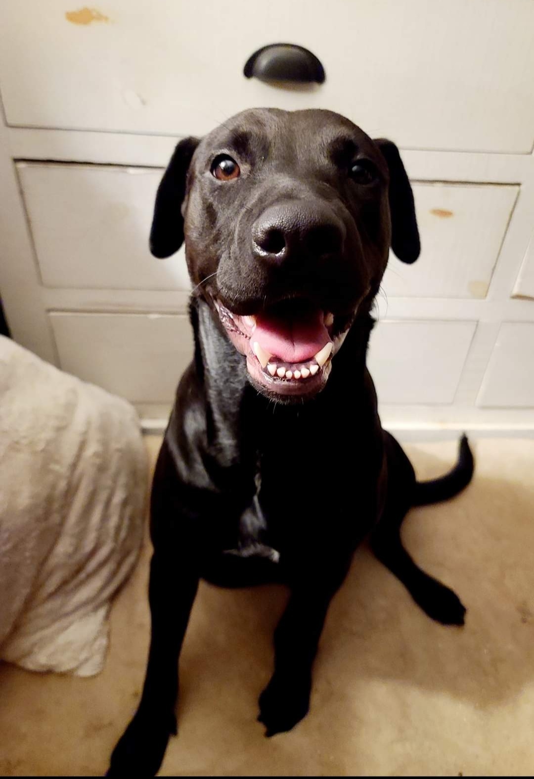 Lola, a Adoptable Labrador Retriever in East Rockaway, NY image 3/12