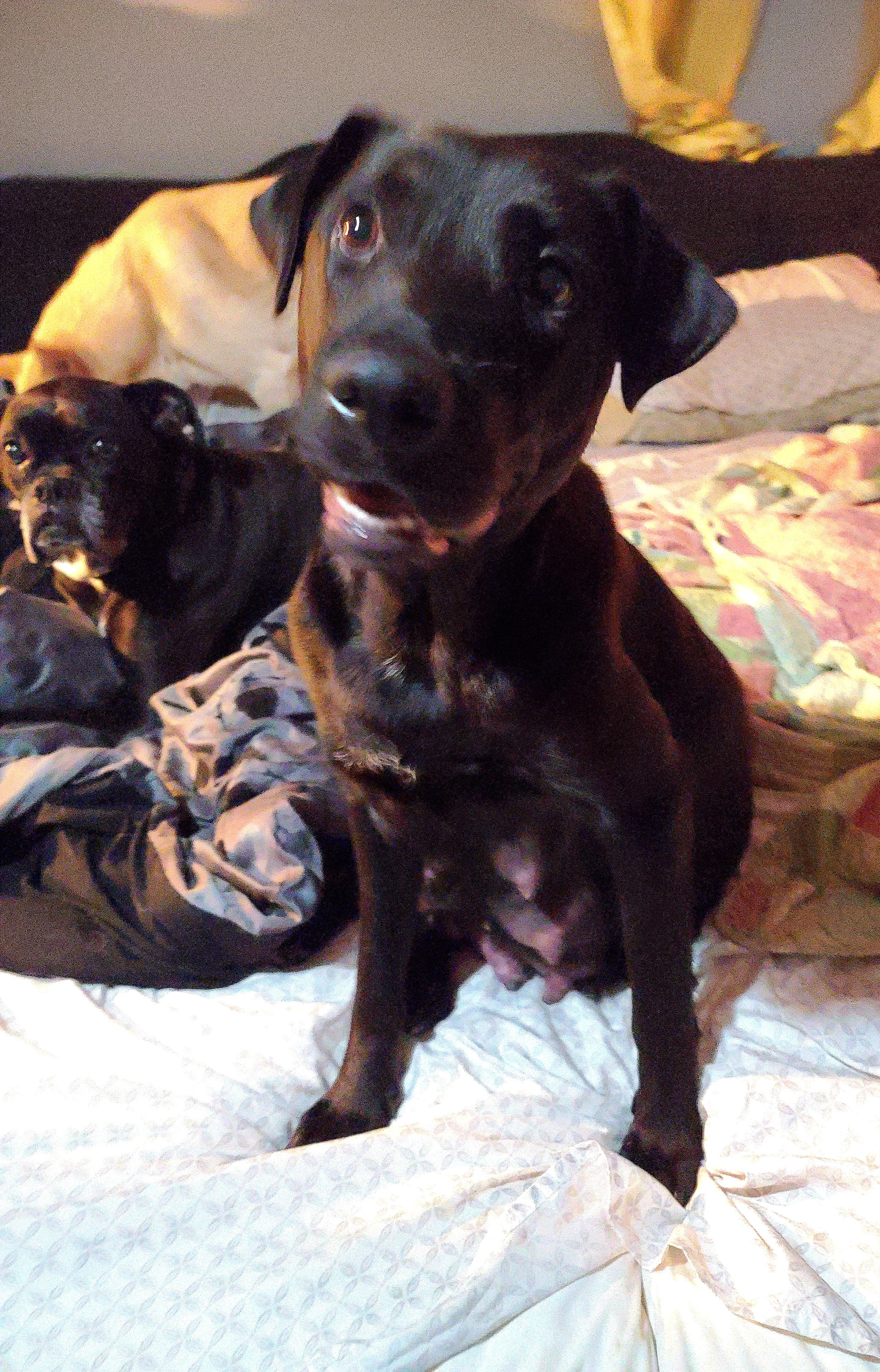 Lola, a Adoptable Labrador Retriever in East Rockaway, NY image 4/12