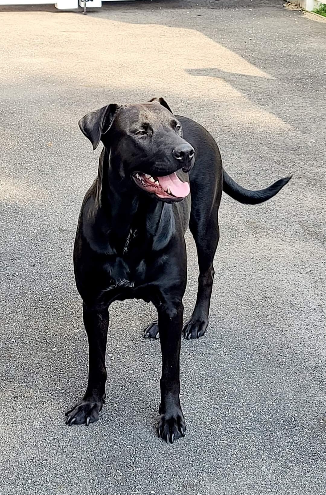 Lola, a Adoptable Labrador Retriever in East Rockaway, NY image 5/12