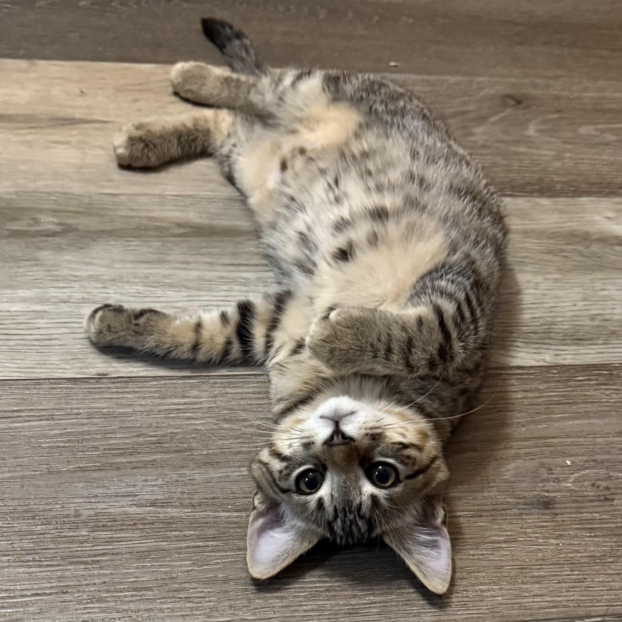 Meet Quinoa He is a perfect blend of affection and independence With soft vel