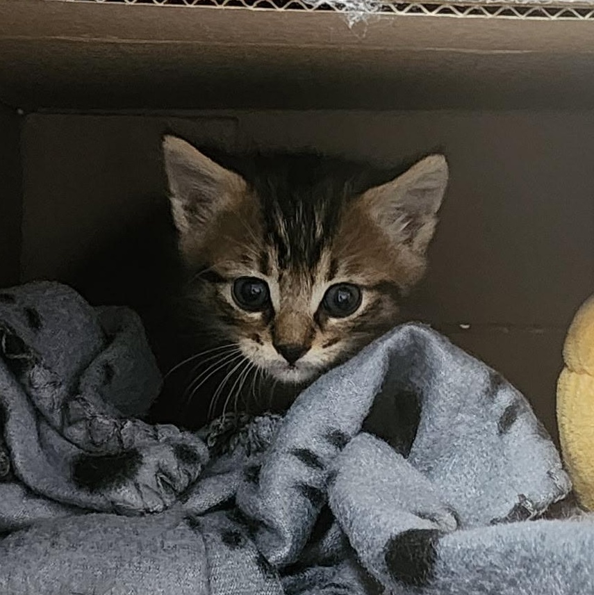 Quinoa, Baby Male Domestic Short Hair