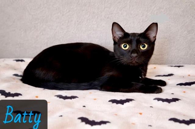 Batty, ADOPTABLE, Young Male Domestic Short Hair.