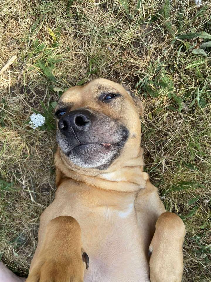 Enlarge Lila Bubbles, a Adoptable mixed breed in LAKE ARIEL, PA image 3/6