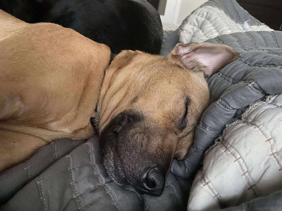 Enlarge Lila Bubbles, a Adoptable mixed breed in LAKE ARIEL, PA image 1/6