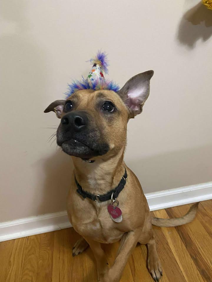 Enlarge Lila Bubbles, a Adoptable mixed breed in LAKE ARIEL, PA image 6/6