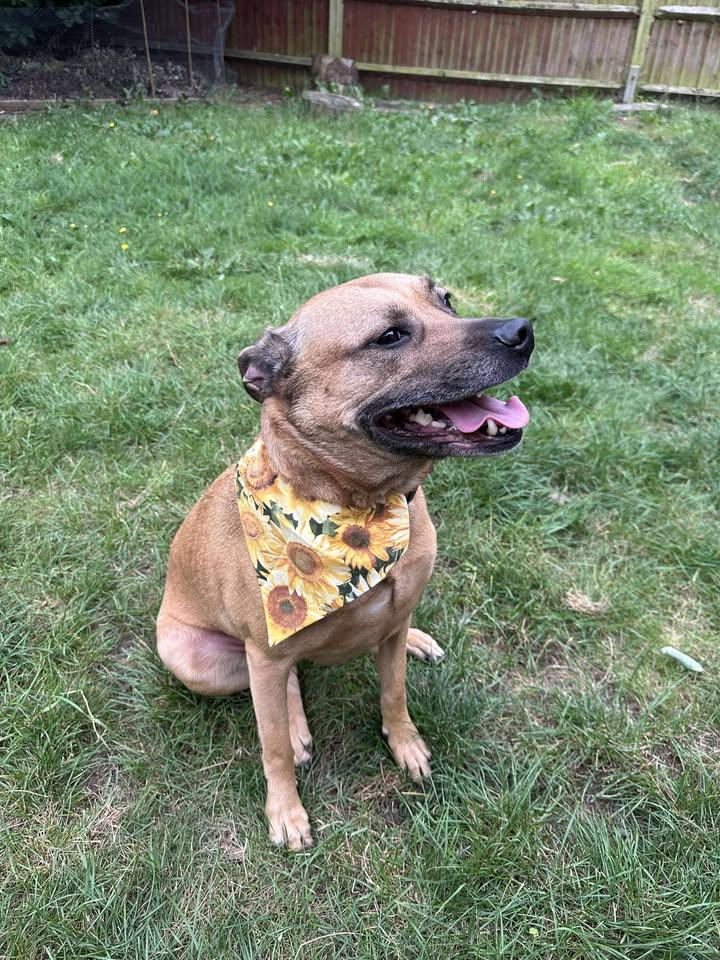 Enlarge Lila Bubbles, a Adoptable mixed breed in LAKE ARIEL, PA image 5/6