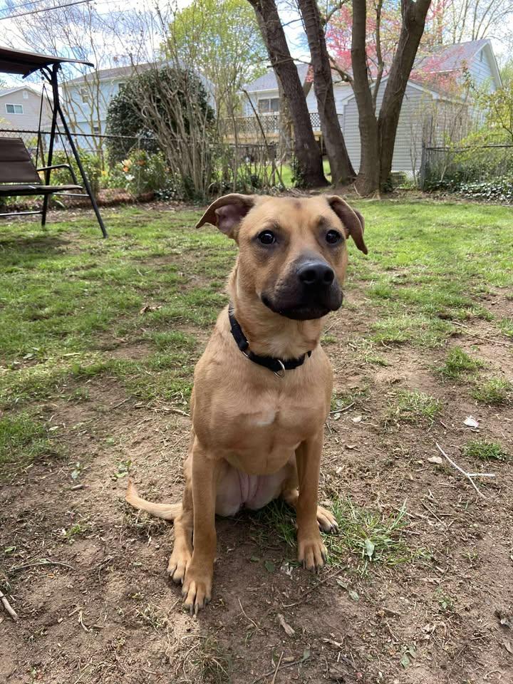 Enlarge Lila Bubbles, a Adoptable mixed breed in LAKE ARIEL, PA image 2/6