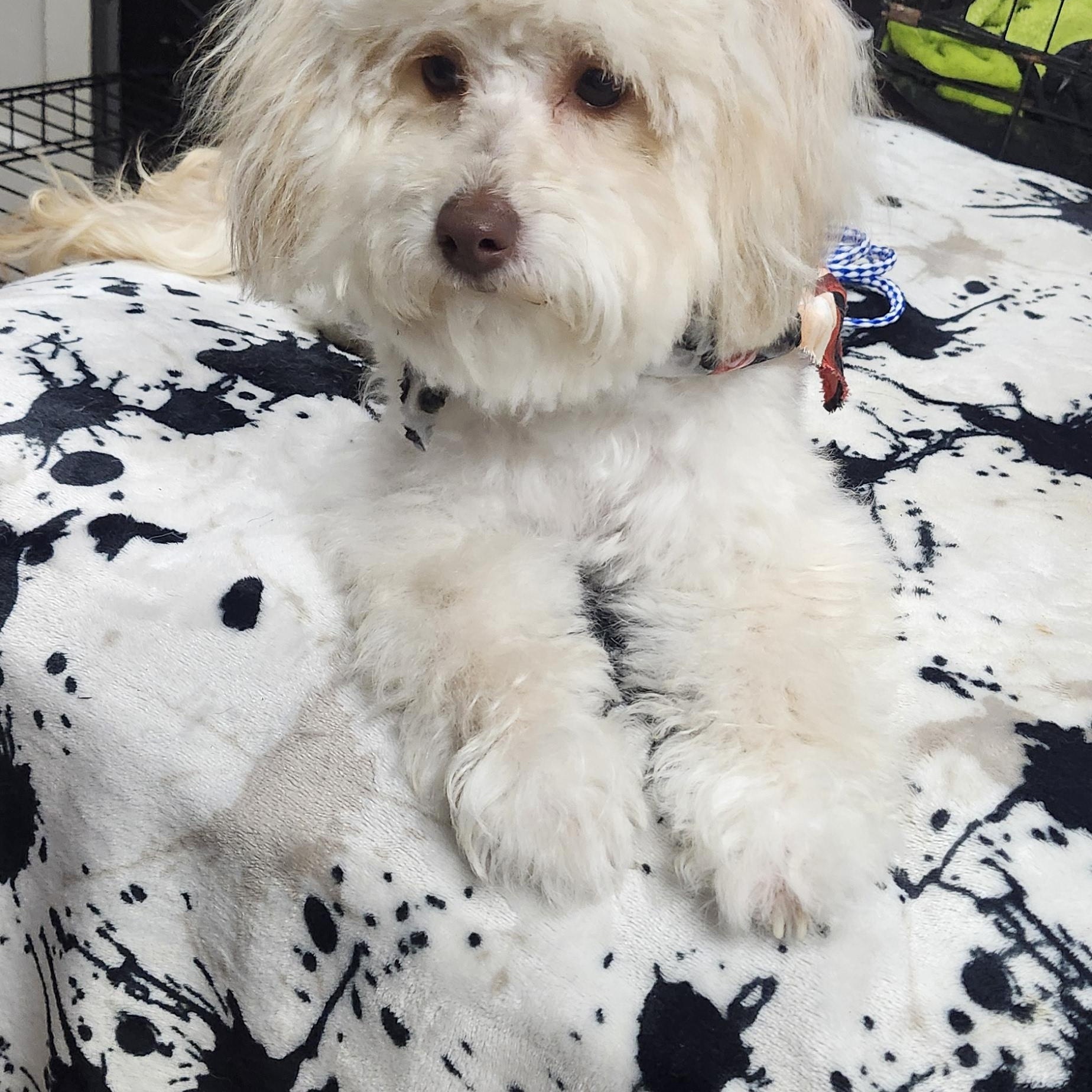 Diamond, Adoptable, Puppy Female Maltipoo.