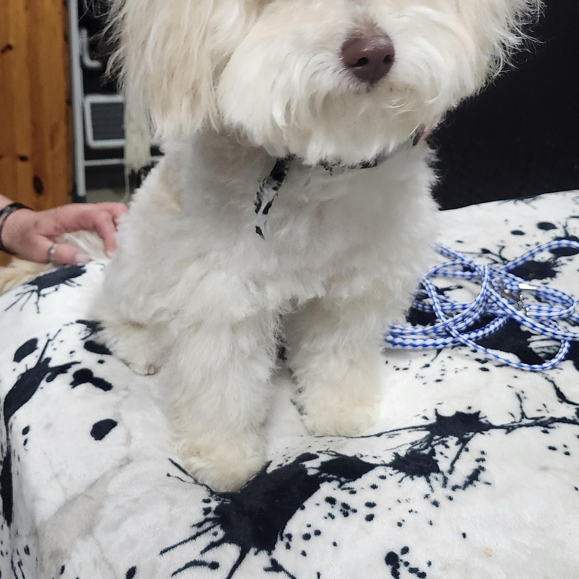 Diamond, a Adoptable Maltipoo in Torrance, CA image 2/3