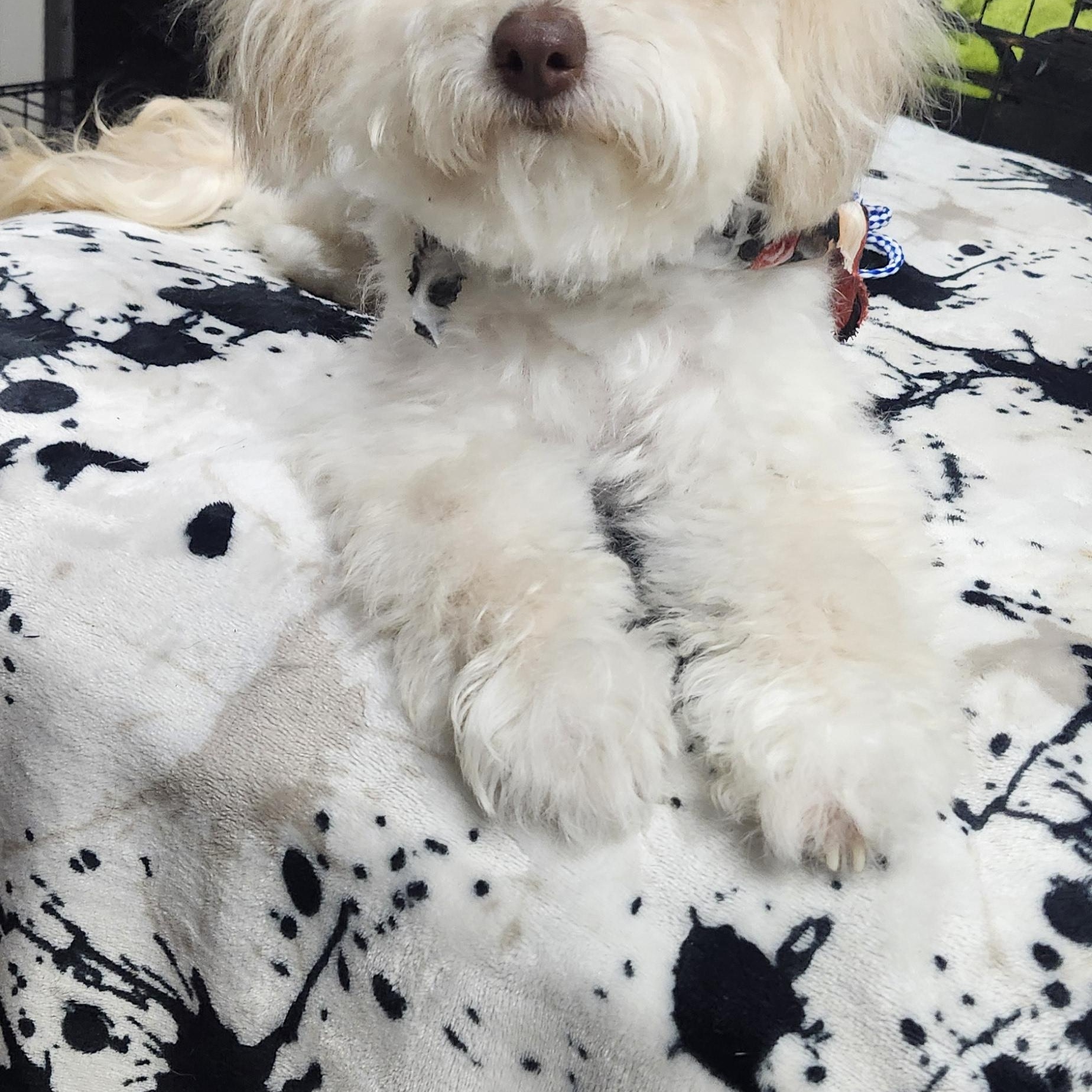 Diamond, a Adoptable Maltipoo in Torrance, CA image 3/3