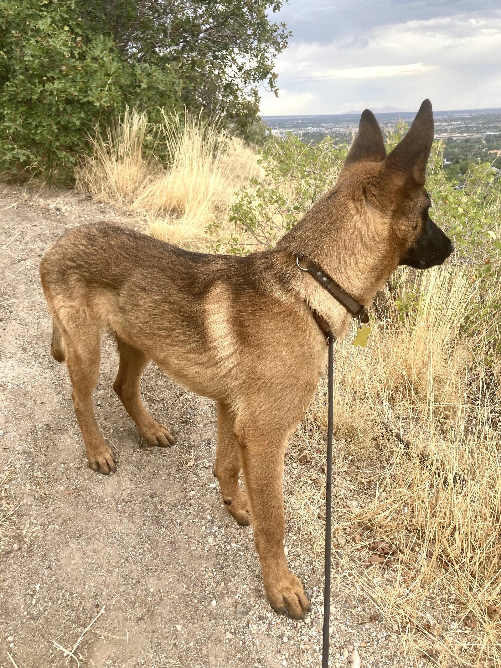 Rex-a-saurus, Adoptable, Young Male Belgian Shepherd / Malinois & Shepherd.