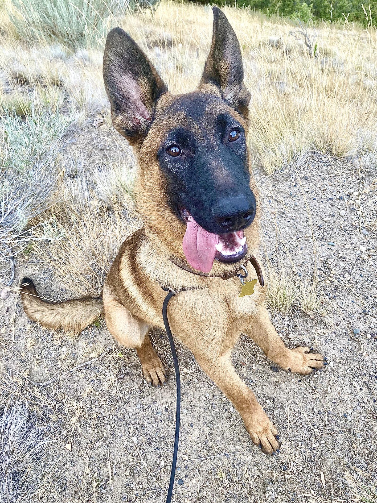 Enlarge Rex-a-saurus, a Adoptable mixed breed in Salt Lake City, UT image 3/3