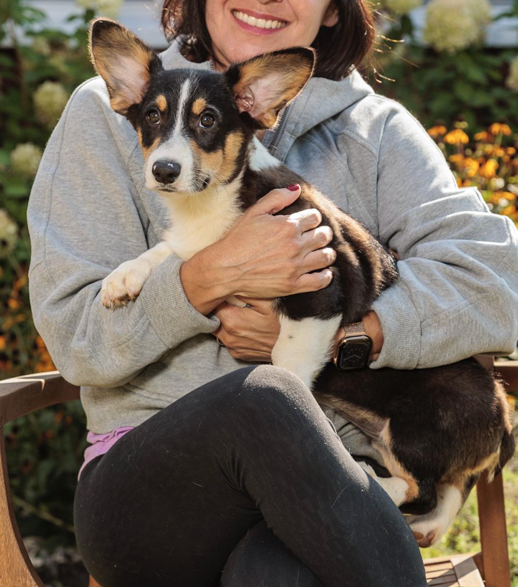Enlarge Mabel, Muffie, Wentworth, Brandon, Cabot, an adopted Corgi in Chester Springs, PA image 1/5