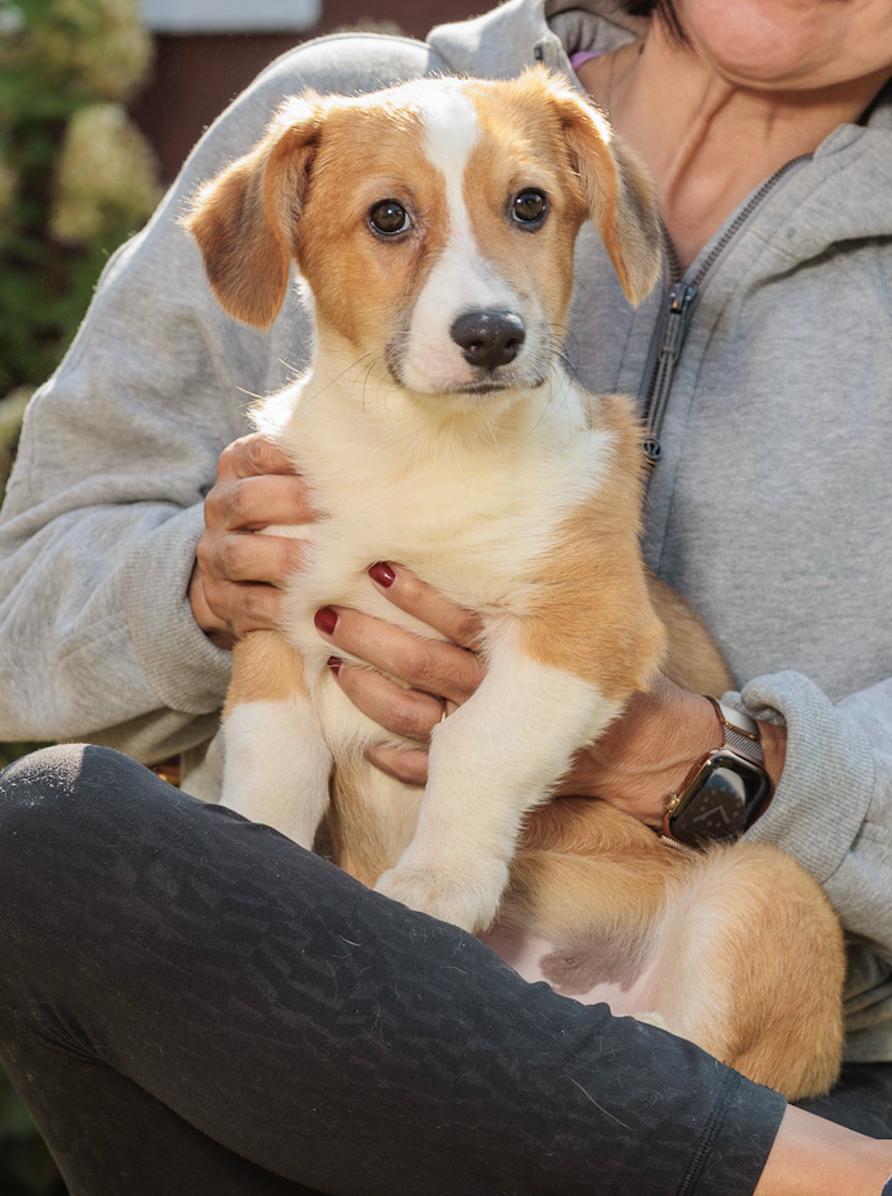 Enlarge Mabel, Muffie, Wentworth, Brandon, Cabot, an adopted Corgi in Chester Springs, PA image 2/5