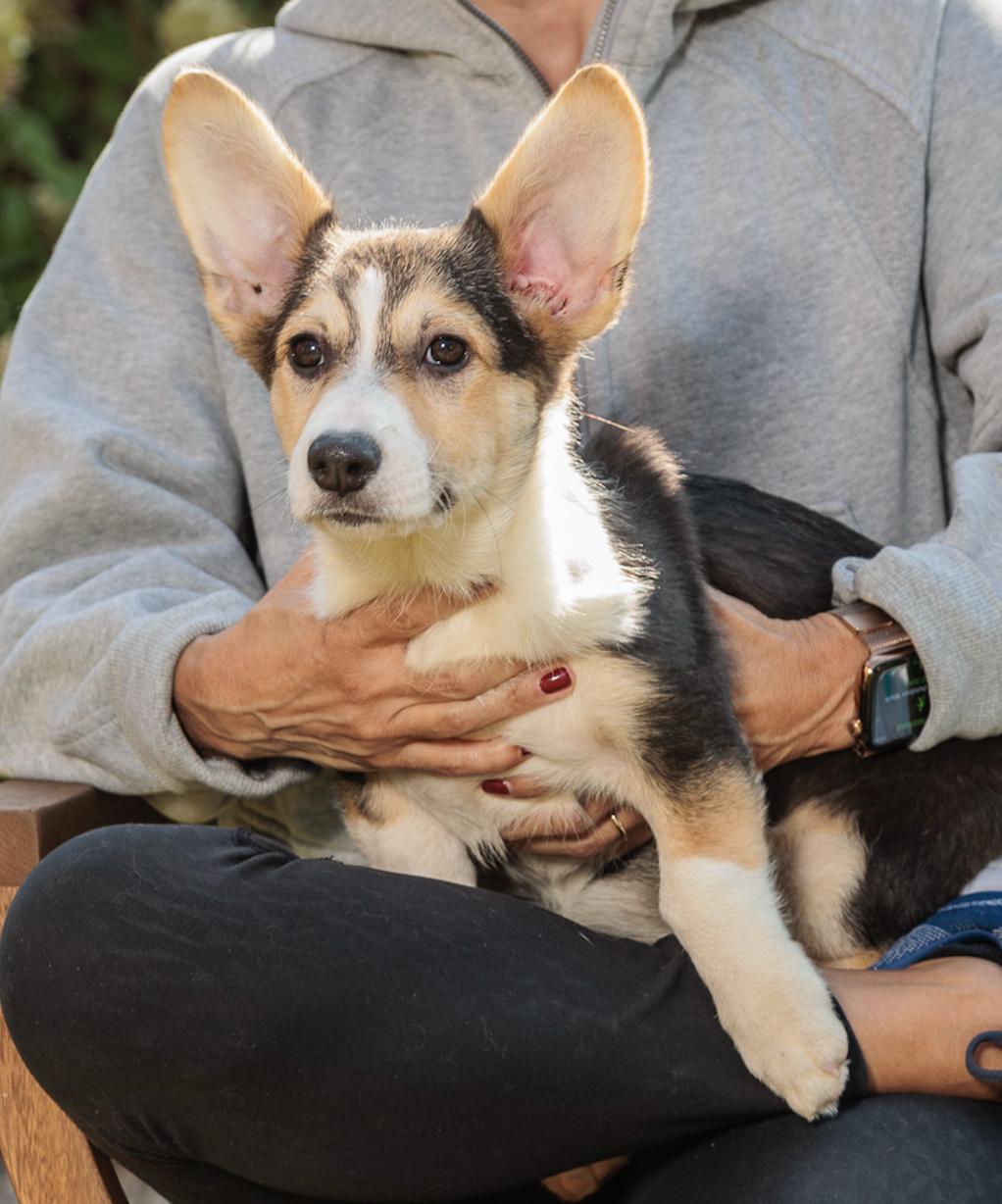 Enlarge Mabel, Muffie, Wentworth, Brandon, Cabot, an adopted Corgi in Chester Springs, PA image 3/5