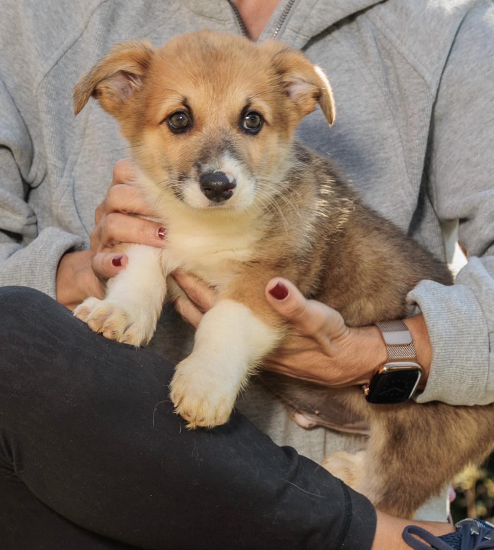 Enlarge Mabel, Muffie, Wentworth, Brandon, Cabot, an adopted Corgi in Chester Springs, PA image 5/5