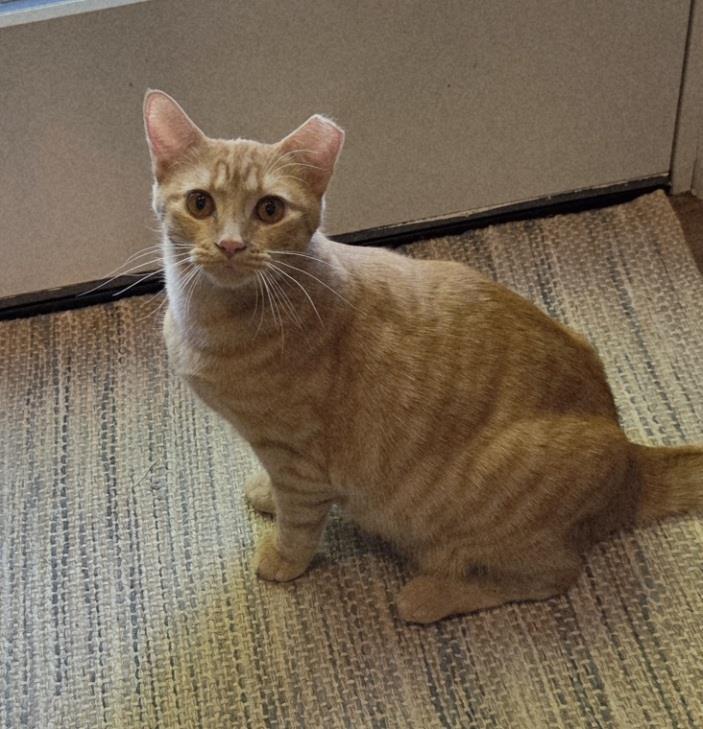 Kelly Garrett, Adoptable, Young Female Domestic Short Hair & Tabby.