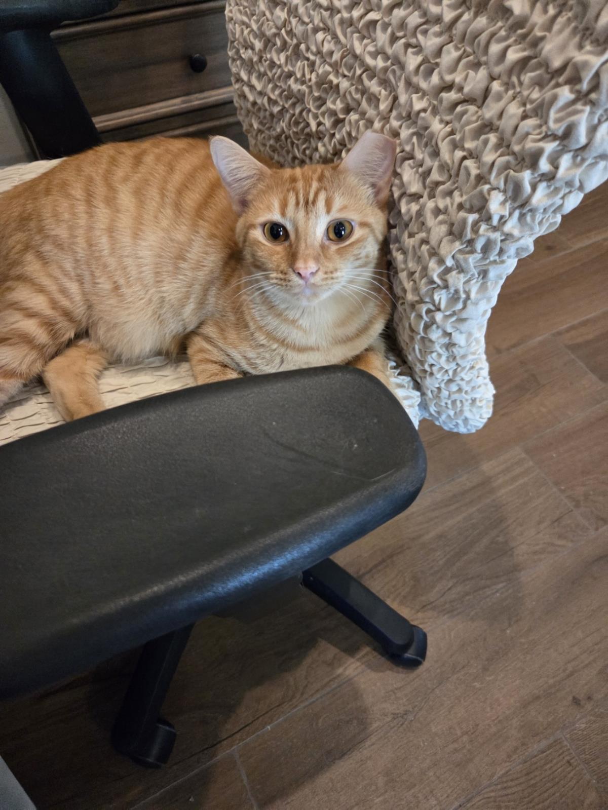 Enlarge Kelly Garrett, a Adoptable mixed breed in Chandler, AZ image 3/3