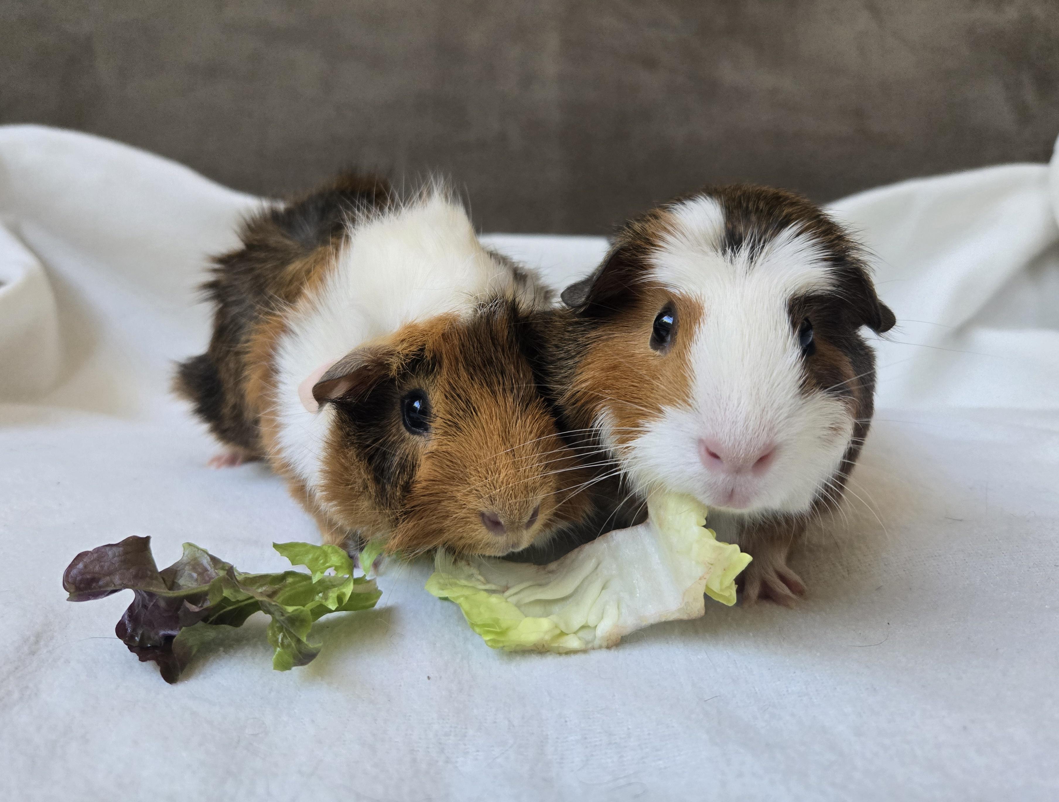 Jingle and Belle, ADOPTABLE, Young Female Guinea Pig.
