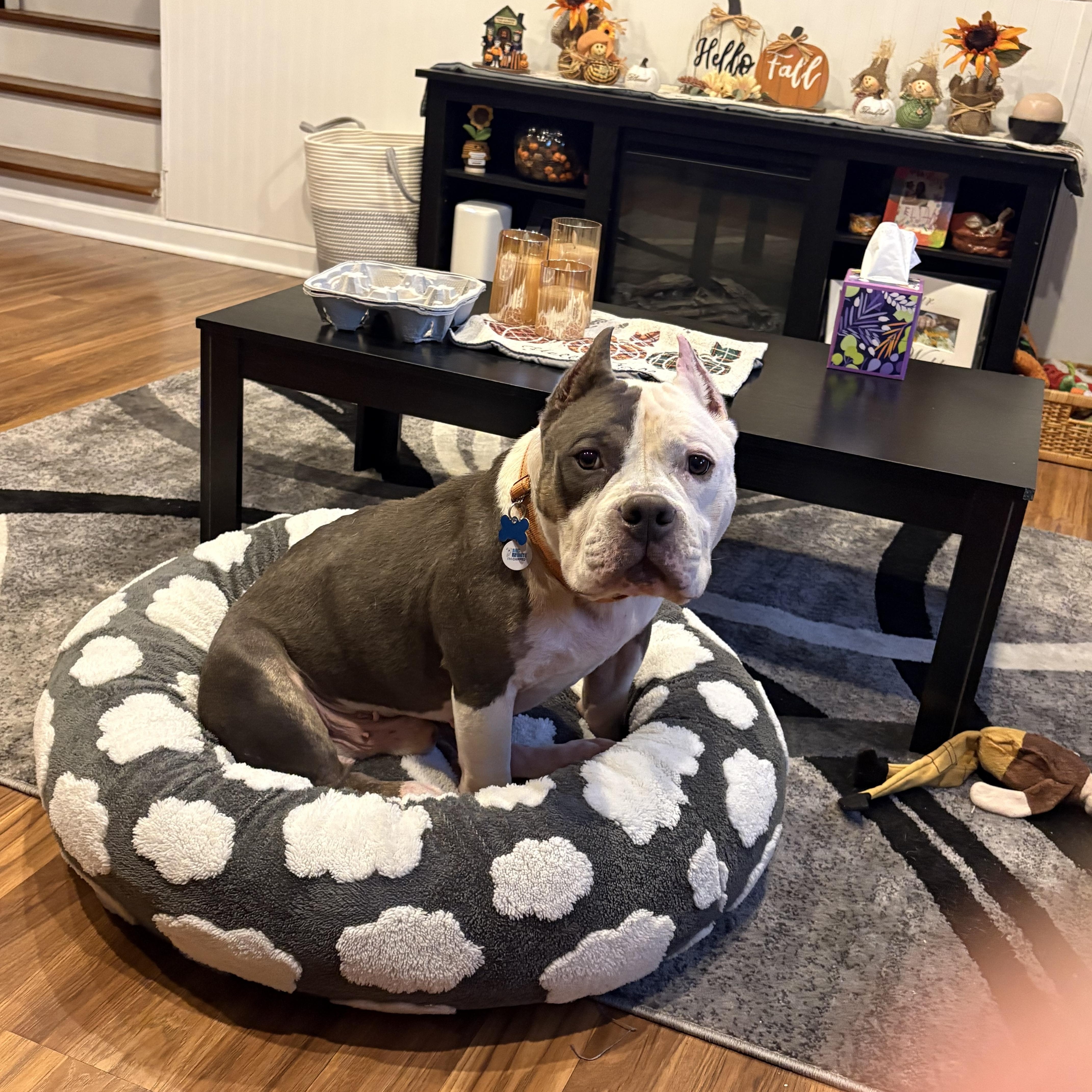 Enlarge Carl, a Adoptable Pit Bull Terrier in Warrenville, IL image 1/4