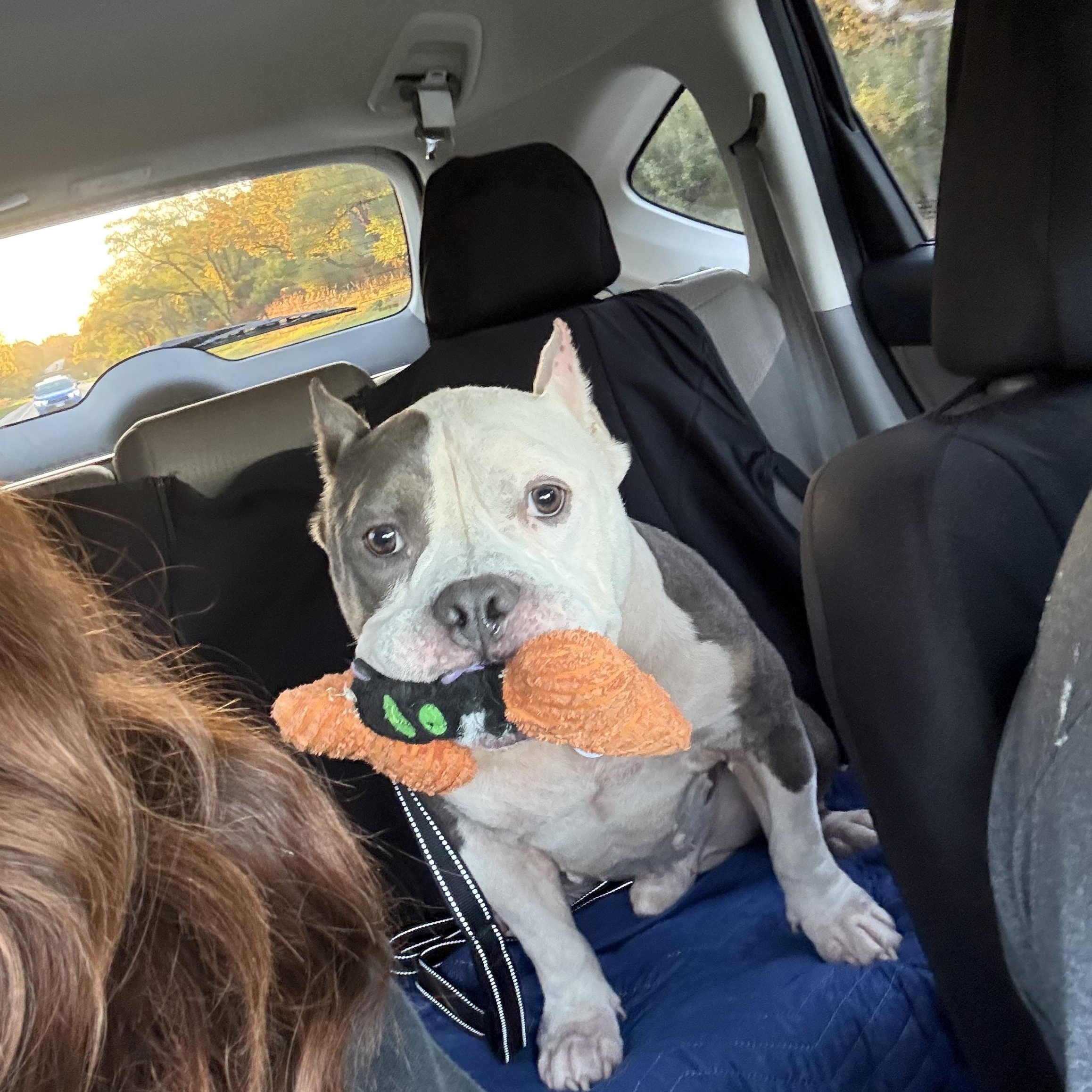 Enlarge Carl, a Adoptable Pit Bull Terrier in Warrenville, IL image 3/4
