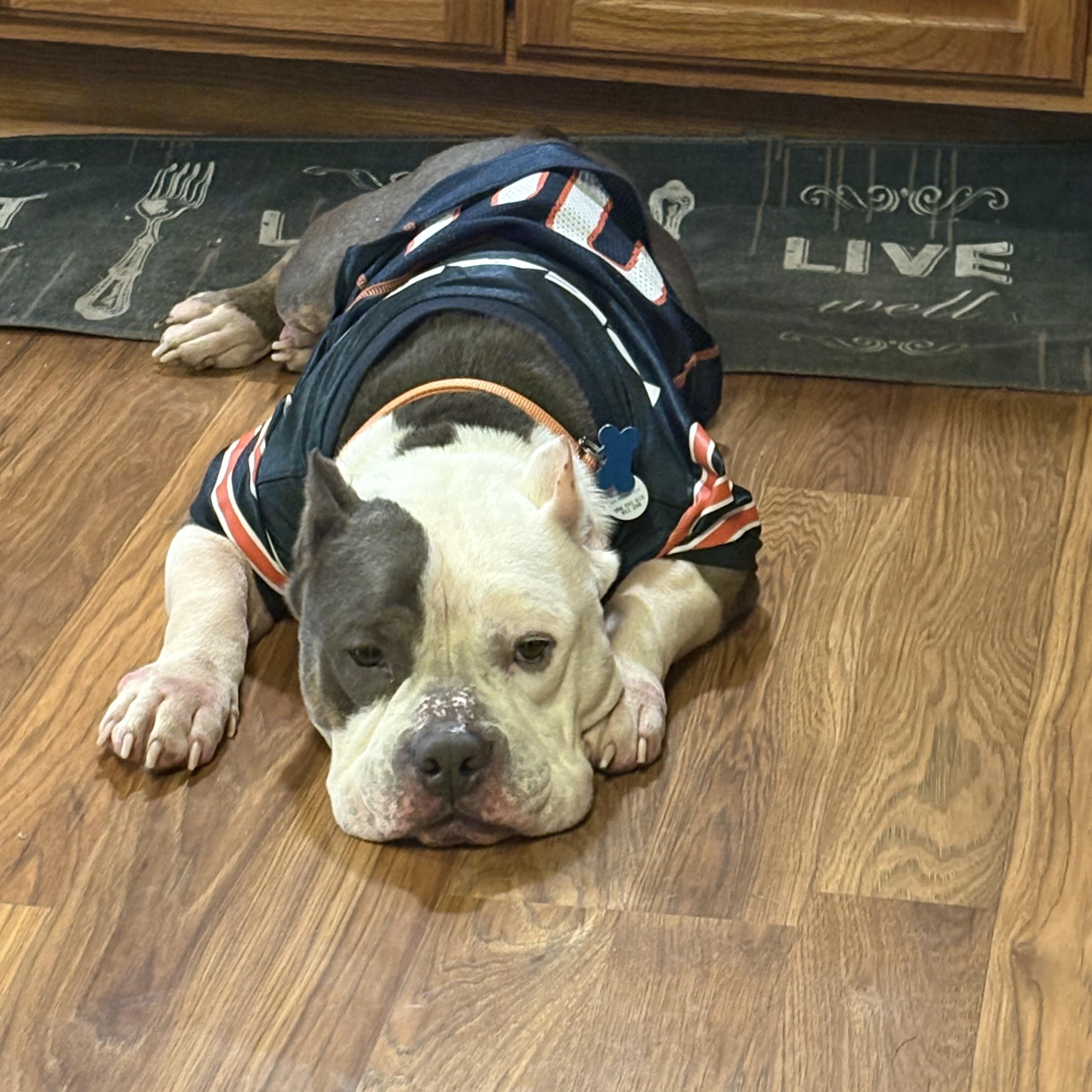 Enlarge Carl, a Adoptable Pit Bull Terrier in Warrenville, IL image 4/4