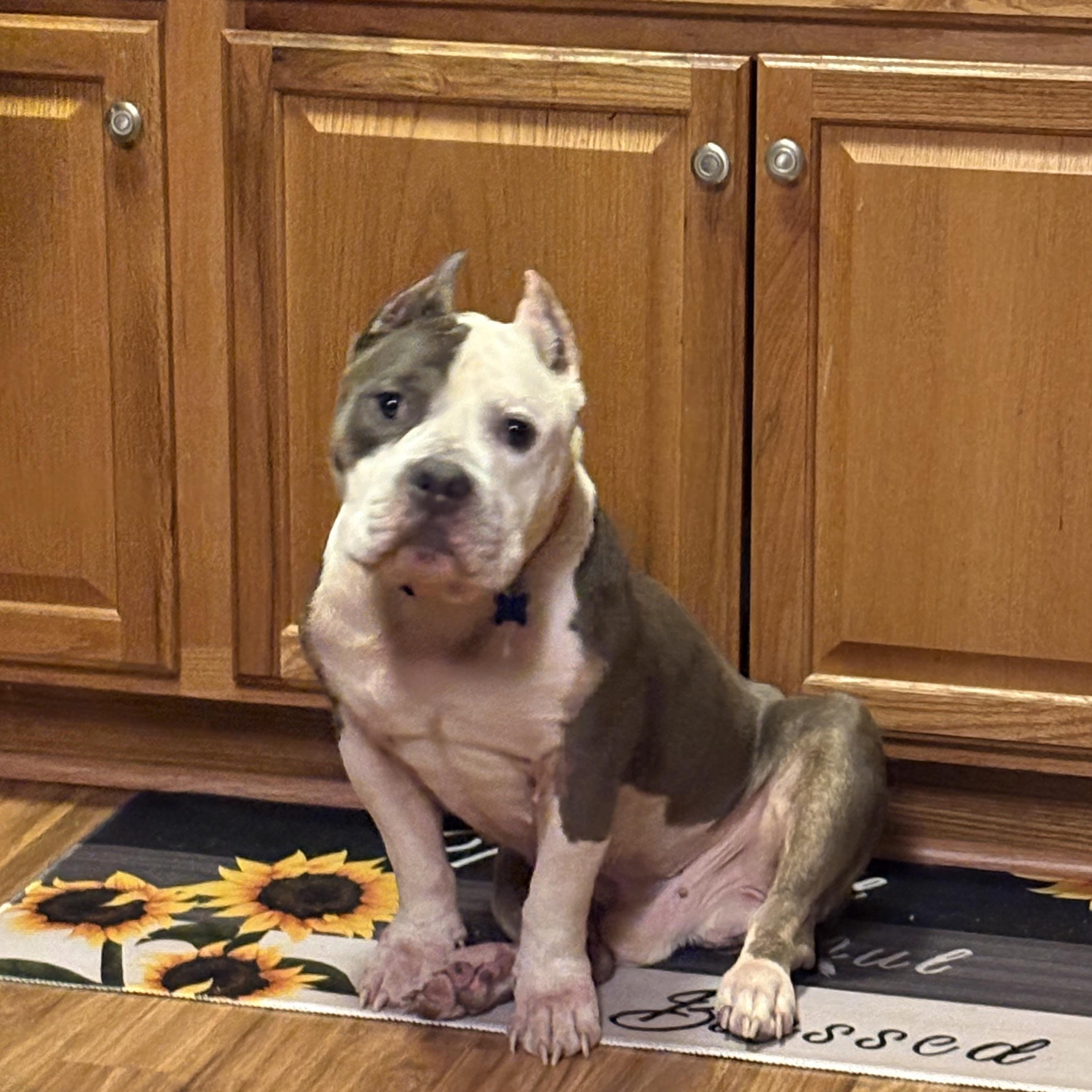 Enlarge Carl, a Adoptable Pit Bull Terrier in Warrenville, IL image 2/4