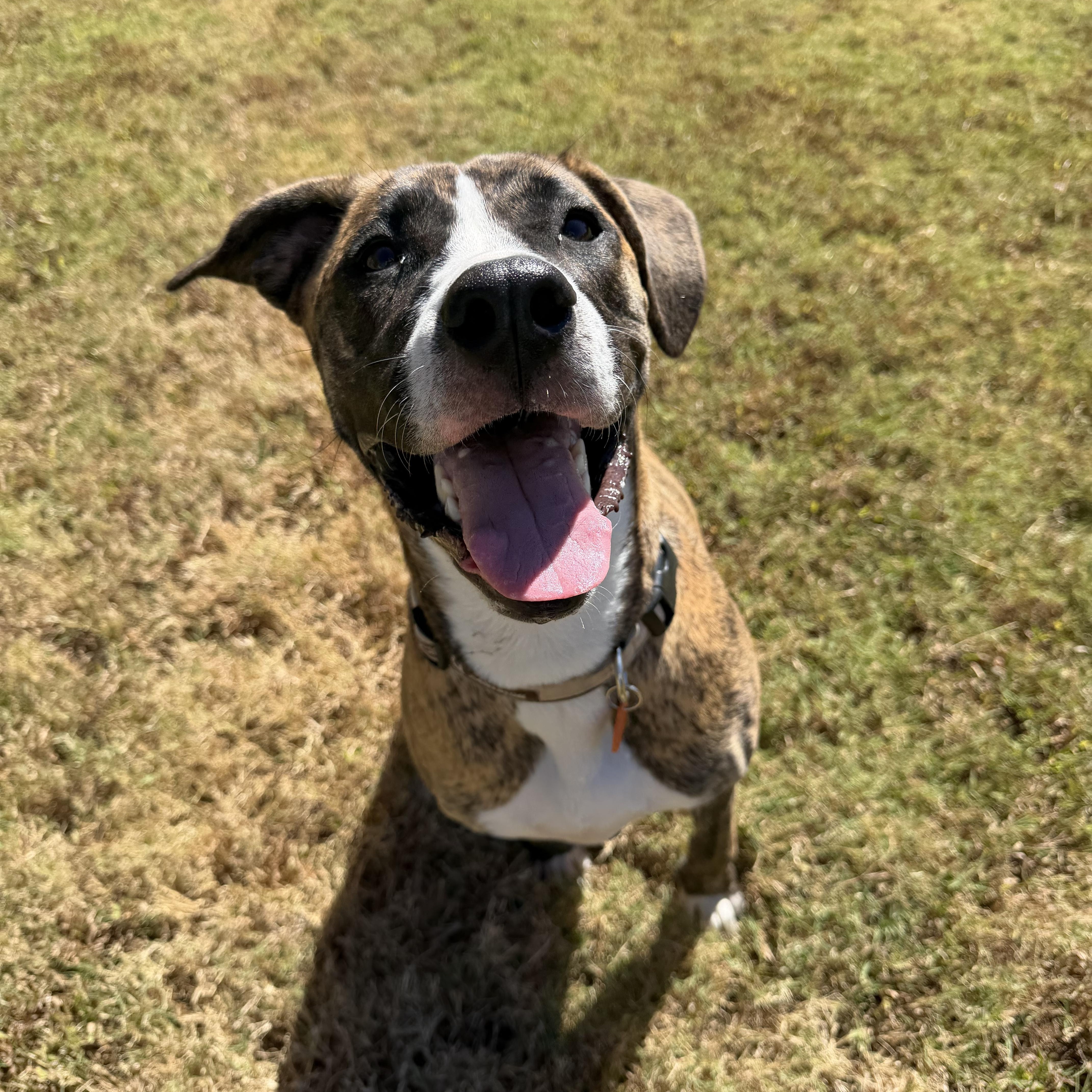 Enlarge Coco, a Adoptable mixed breed in Atoka, TN image 4/6