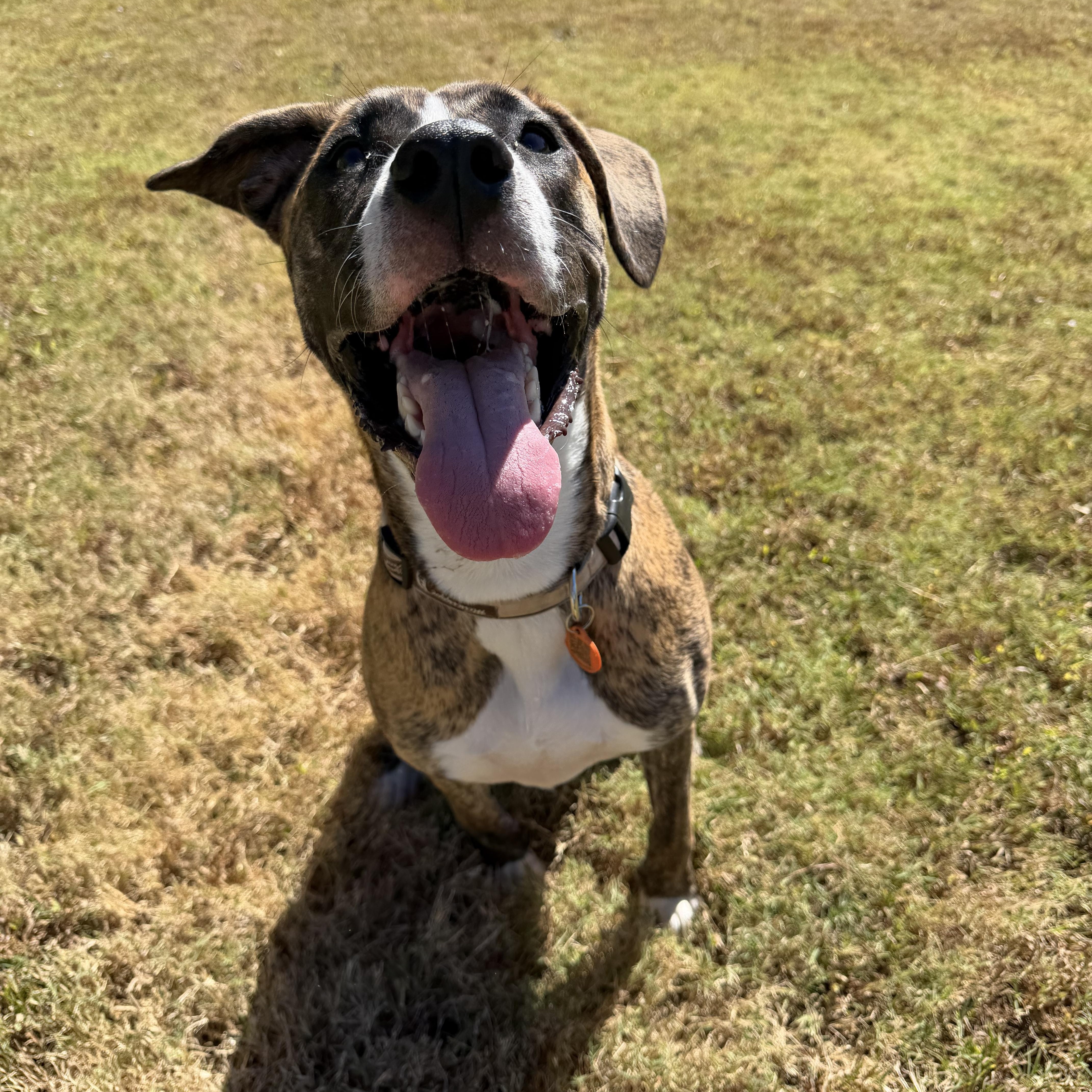 Coco, Adoptable, Adult Female Boxer & Mixed Breed.