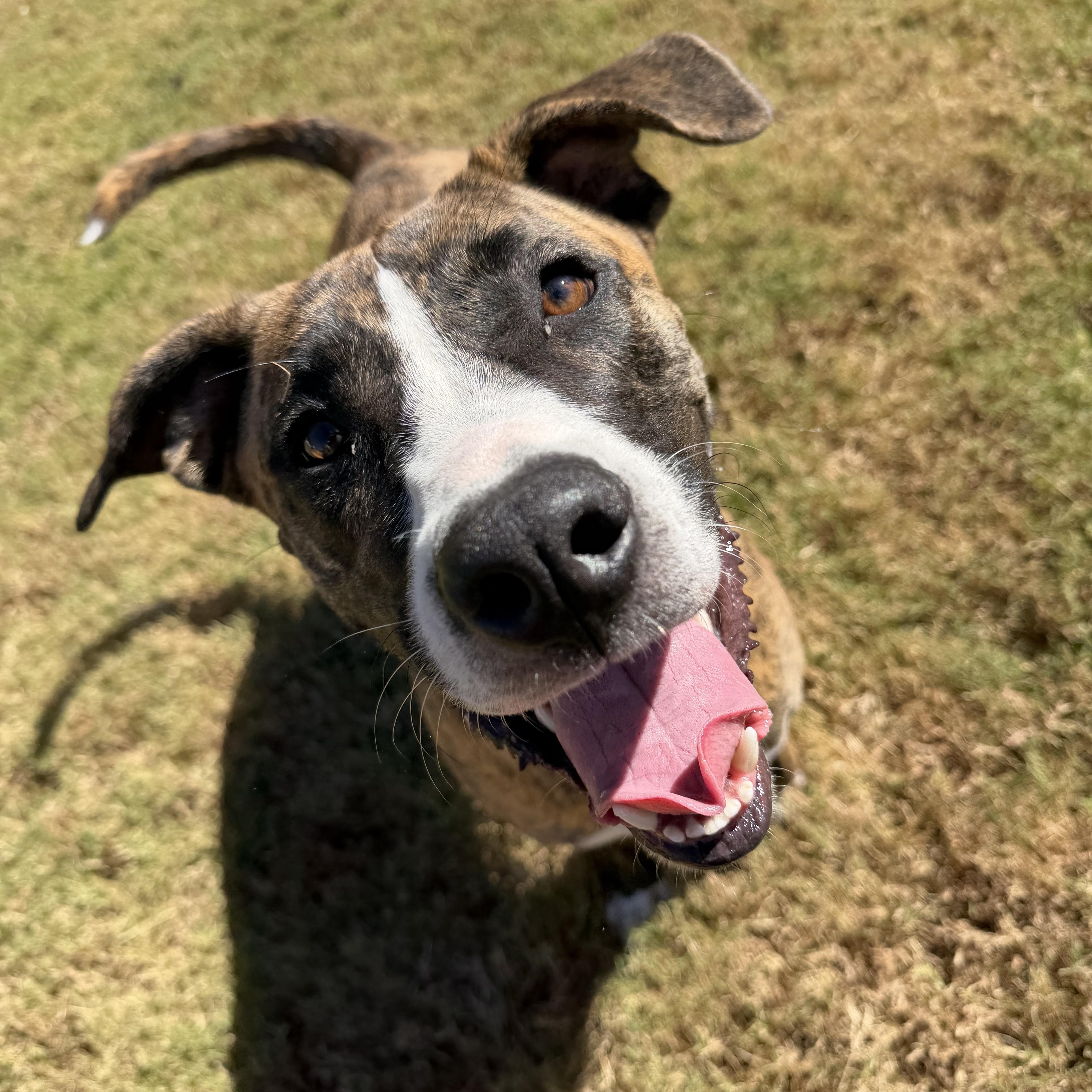 Enlarge Coco, a Adoptable mixed breed in Atoka, TN image 5/6