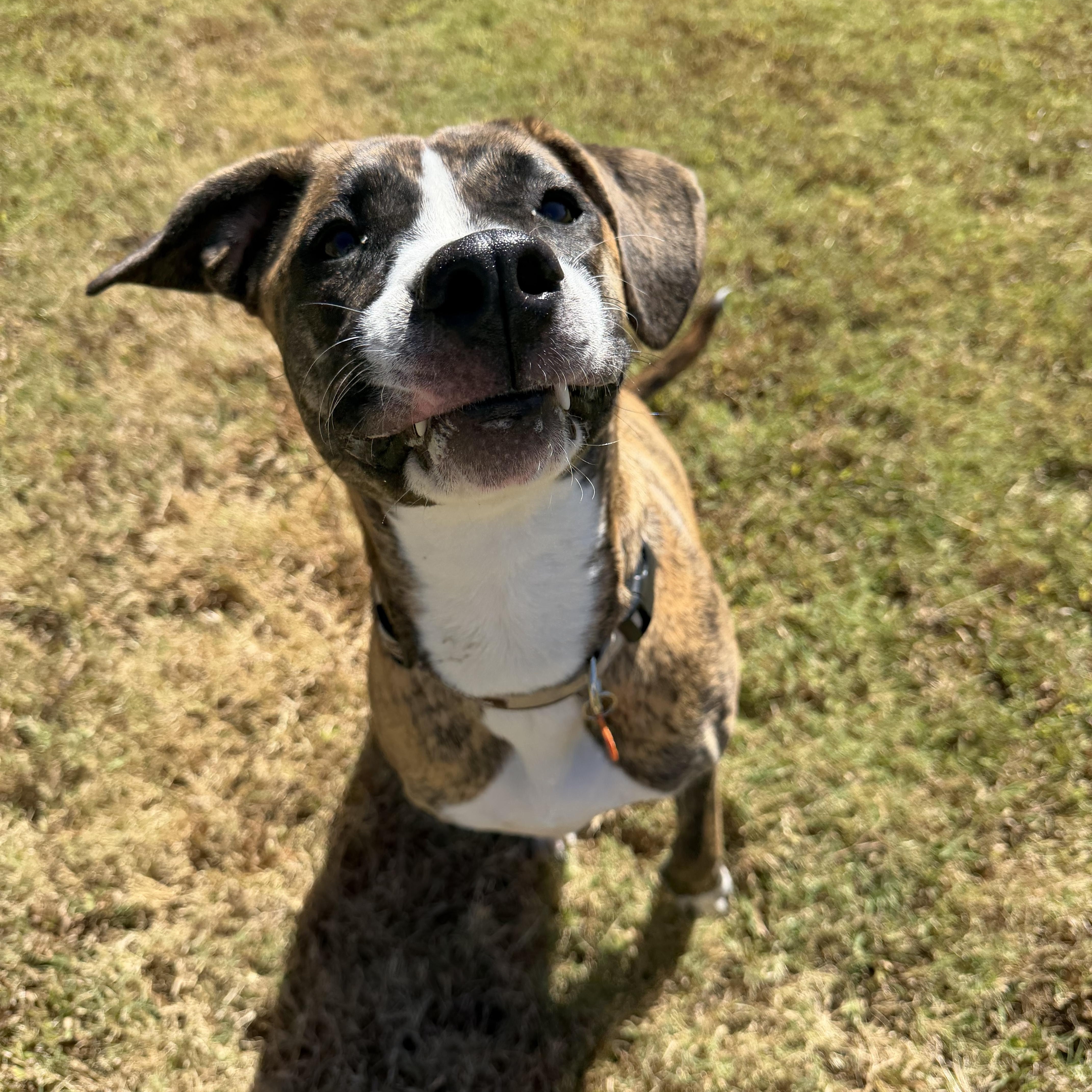 Enlarge Coco, a Adoptable mixed breed in Atoka, TN image 2/6