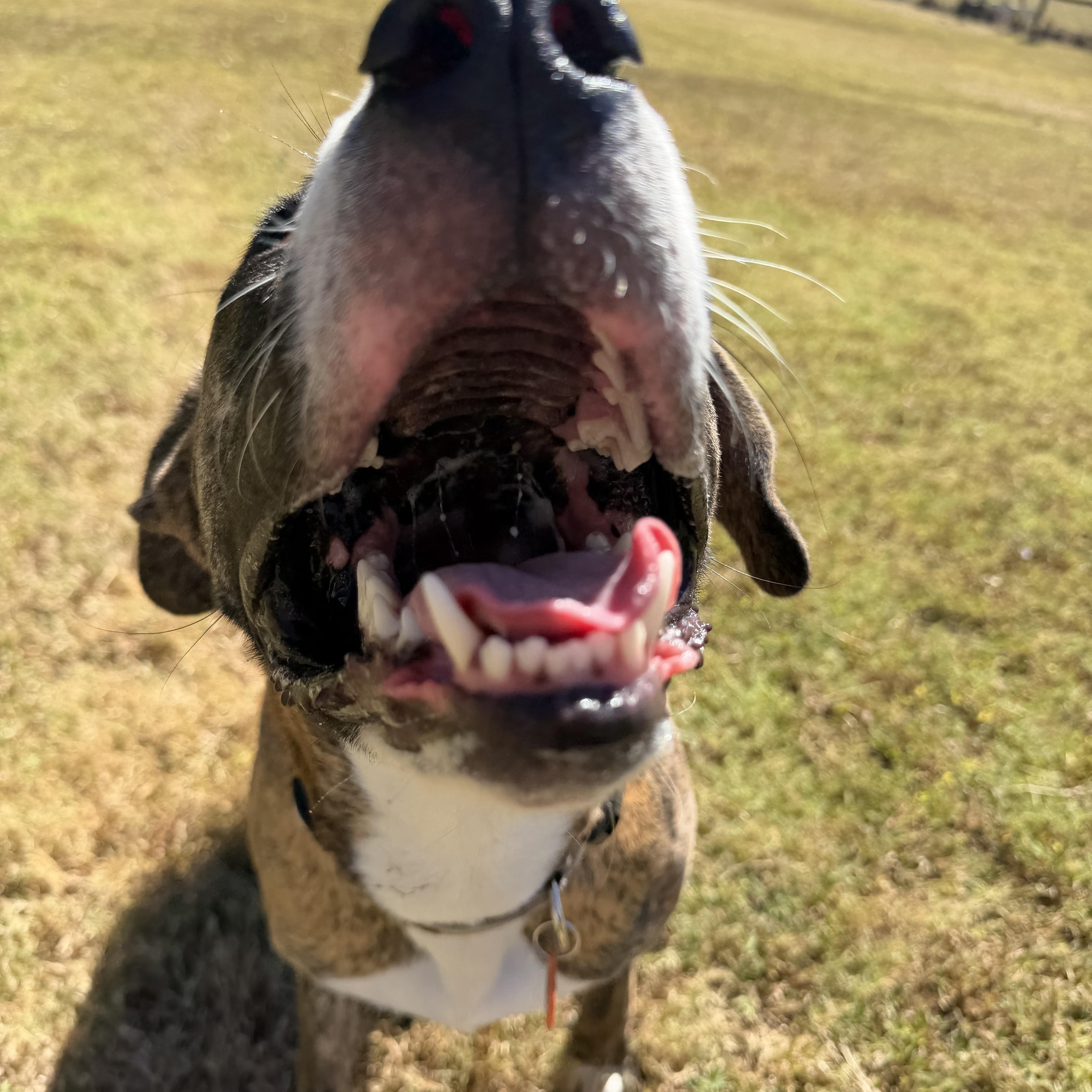 Enlarge Coco, a Adoptable mixed breed in Atoka, TN image 3/6