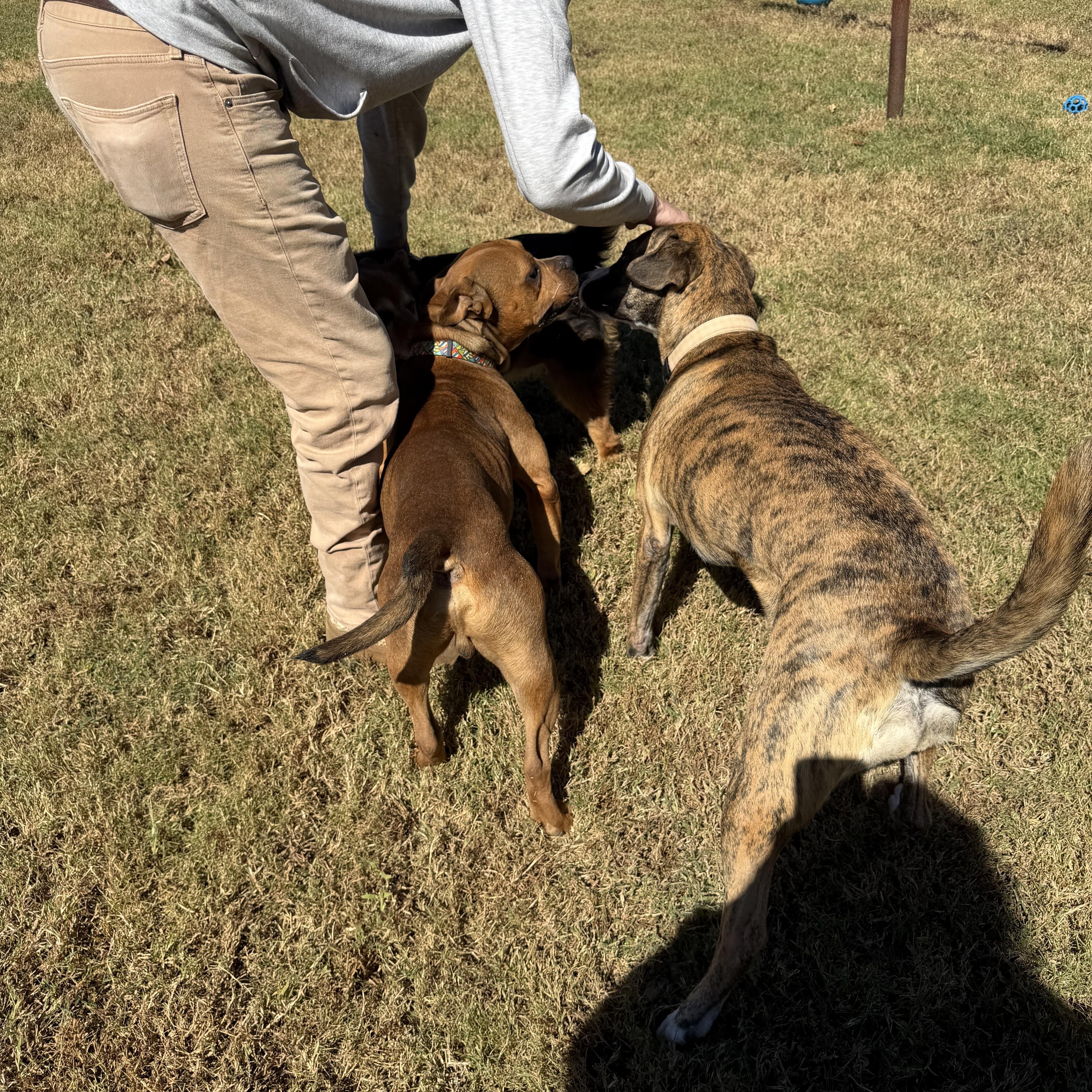 Enlarge Coco, a Adoptable mixed breed in Atoka, TN image 6/6