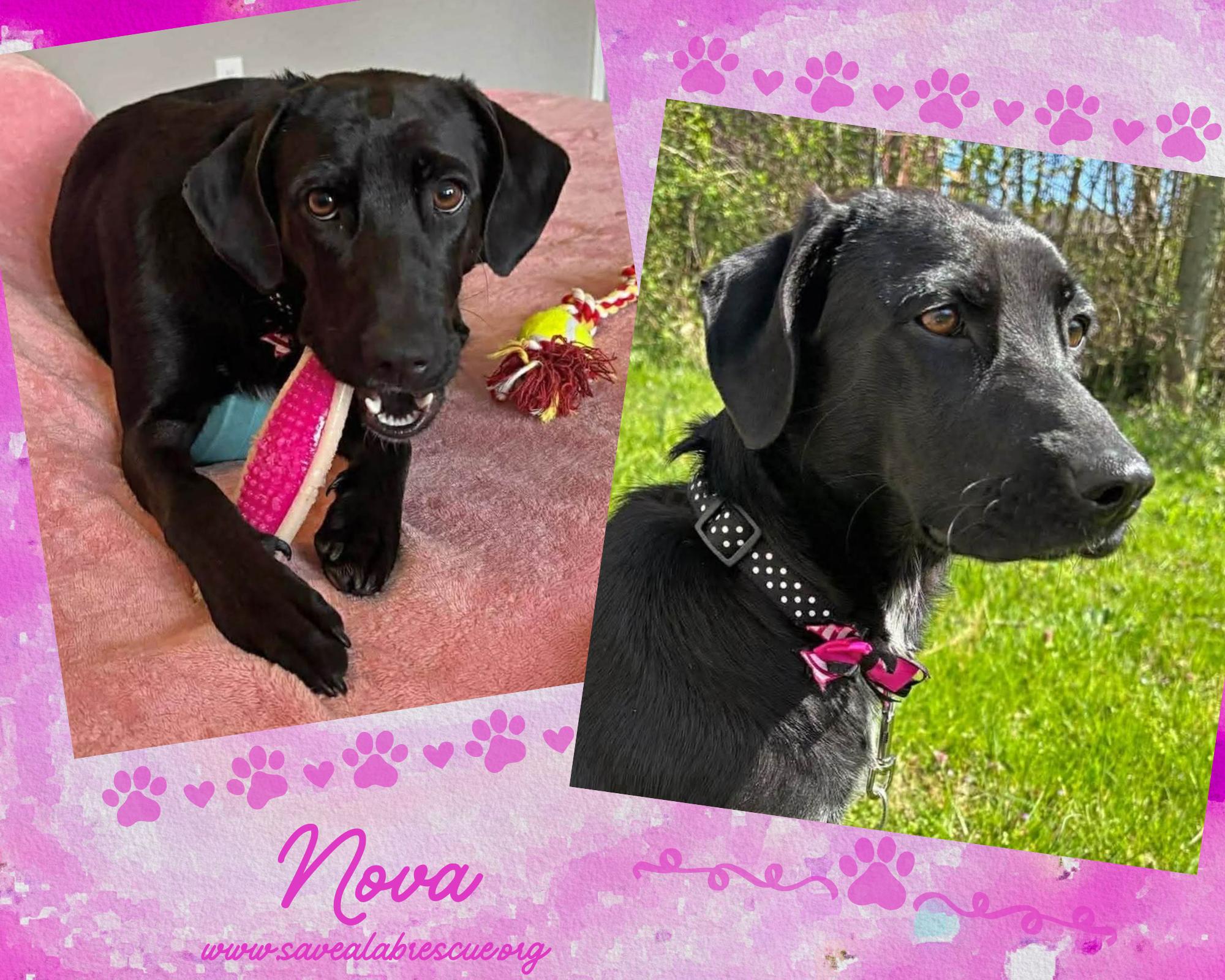 Nova, ADOPTABLE, Young Female Labrador Retriever & Black Labrador Retriever.