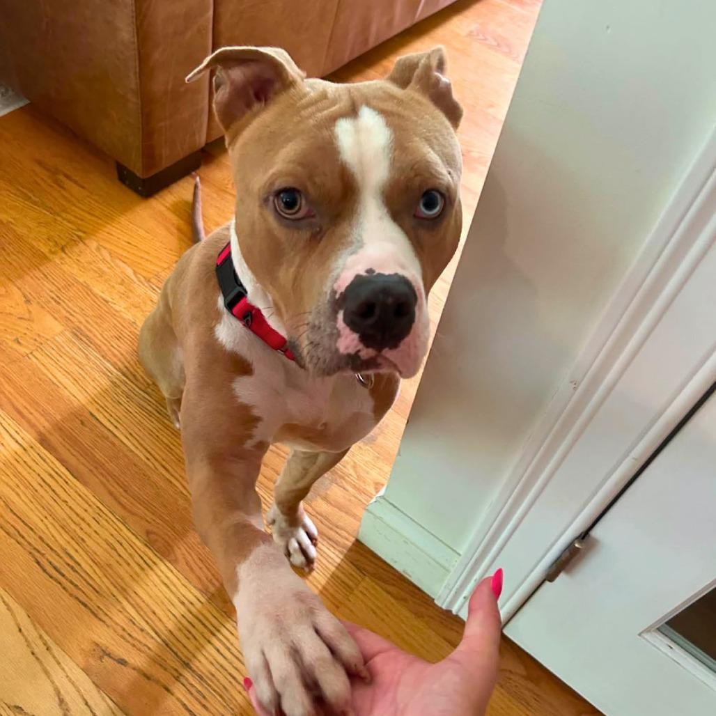 Xavier, a Adoptable Mixed Breed in South Portland, ME image 2/5