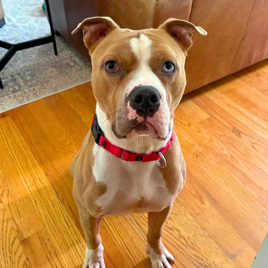 Xavier, a Adoptable Mixed Breed in South Portland, ME image 4/5