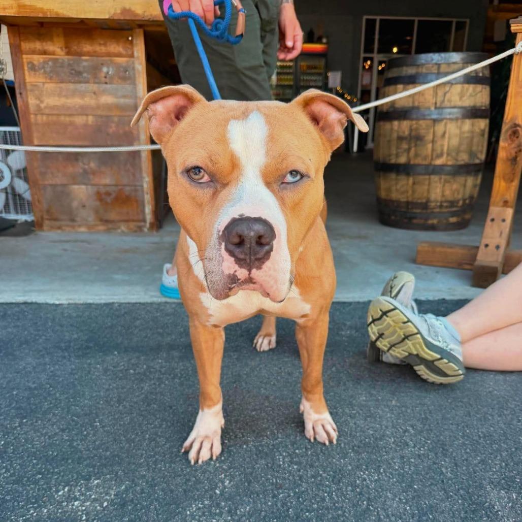 Xavier, a Adoptable Mixed Breed in South Portland, ME image 5/5