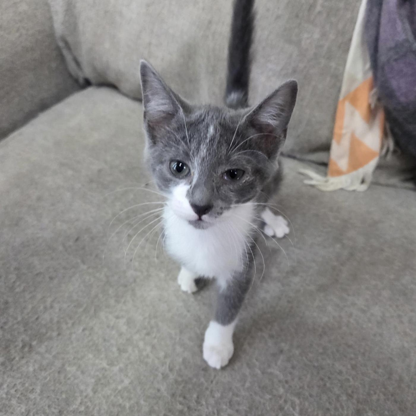 Dinger, adopted, Kitten Male Domestic Short Hair.