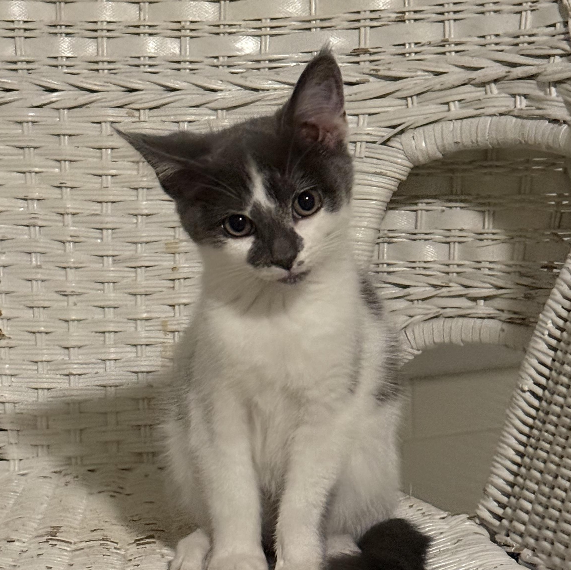 Brie, ADOPTABLE, Kitten Female Domestic Short Hair.