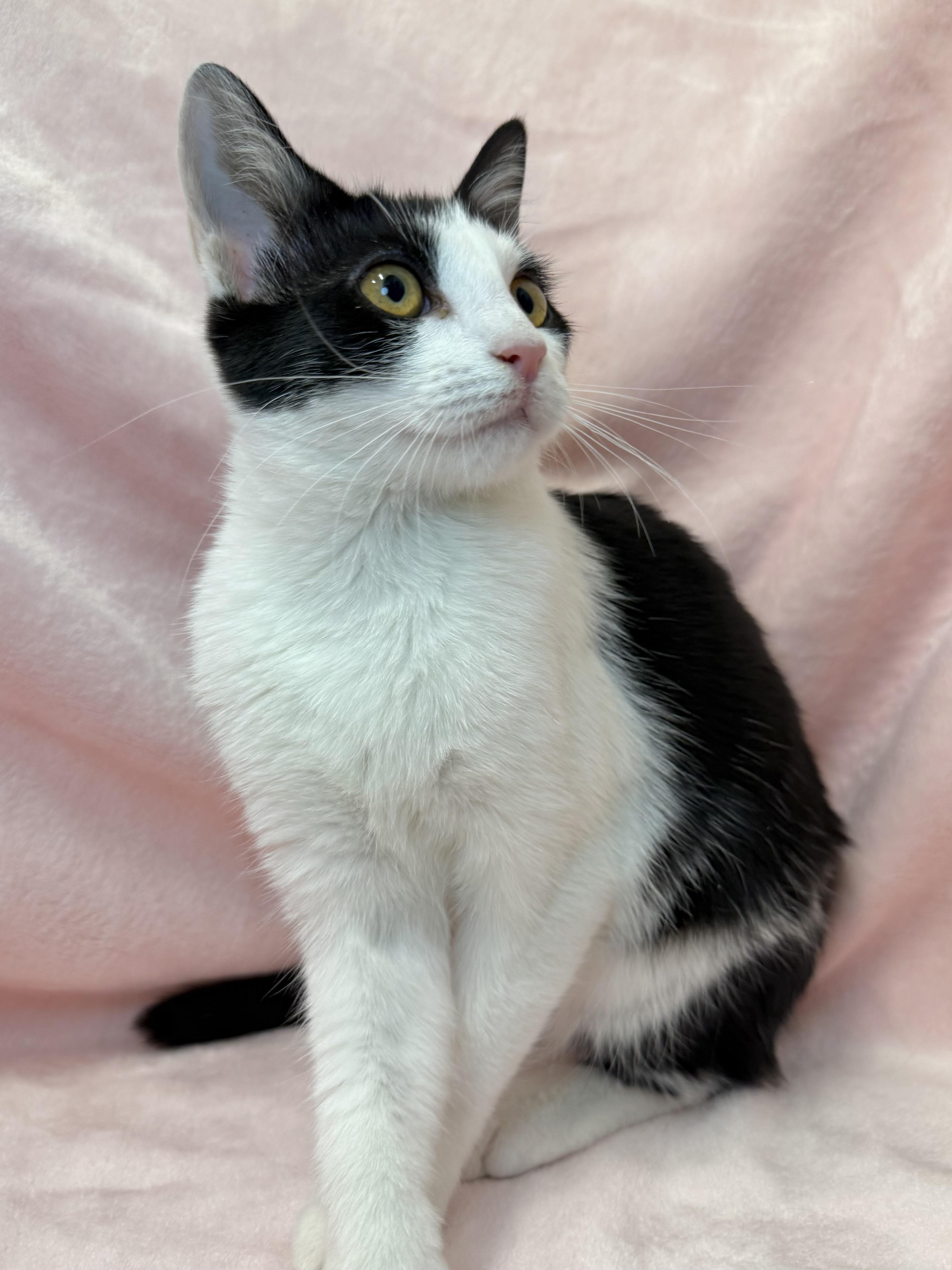 Enlarge Louisa May Alcott, a ADOPTABLE mixed breed in Greensboro, NC image 2/4