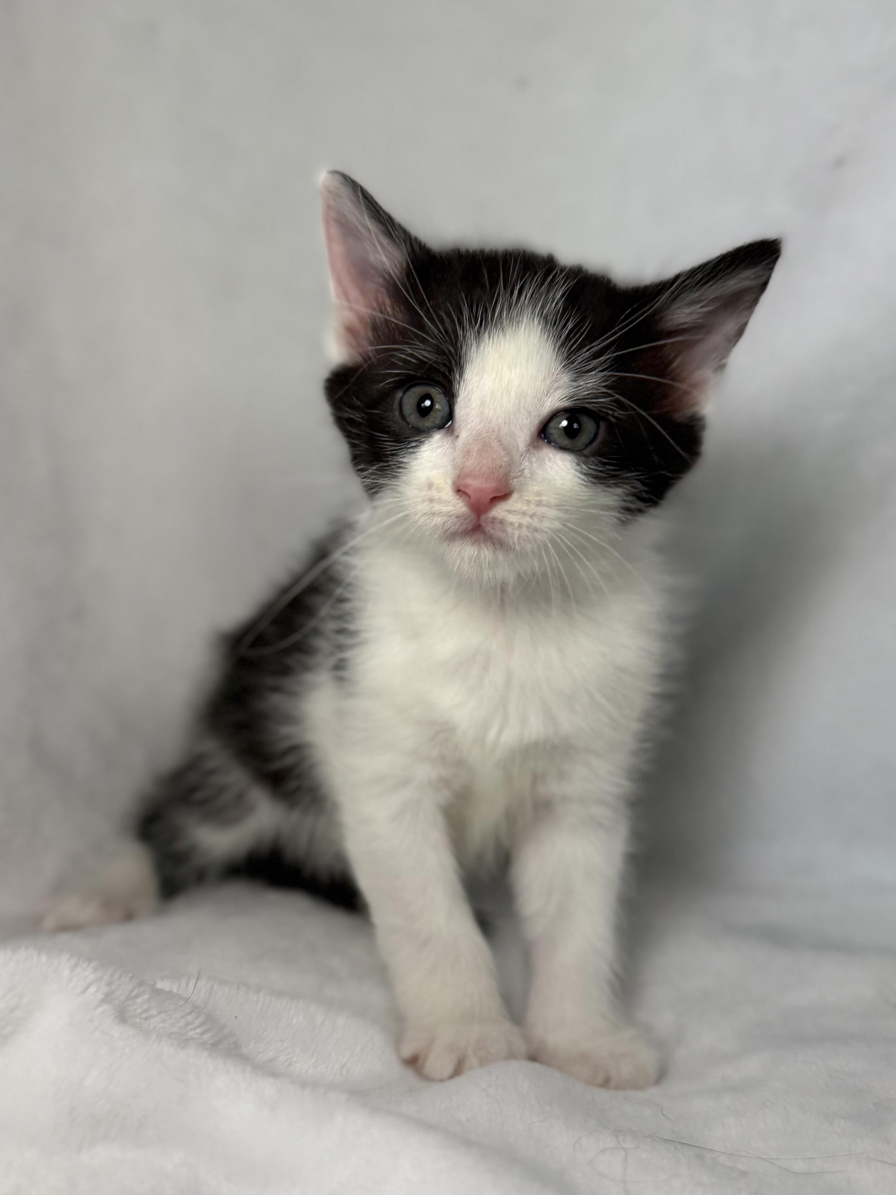 Enlarge Louisa May Alcott, a ADOPTABLE mixed breed in Greensboro, NC image 4/4