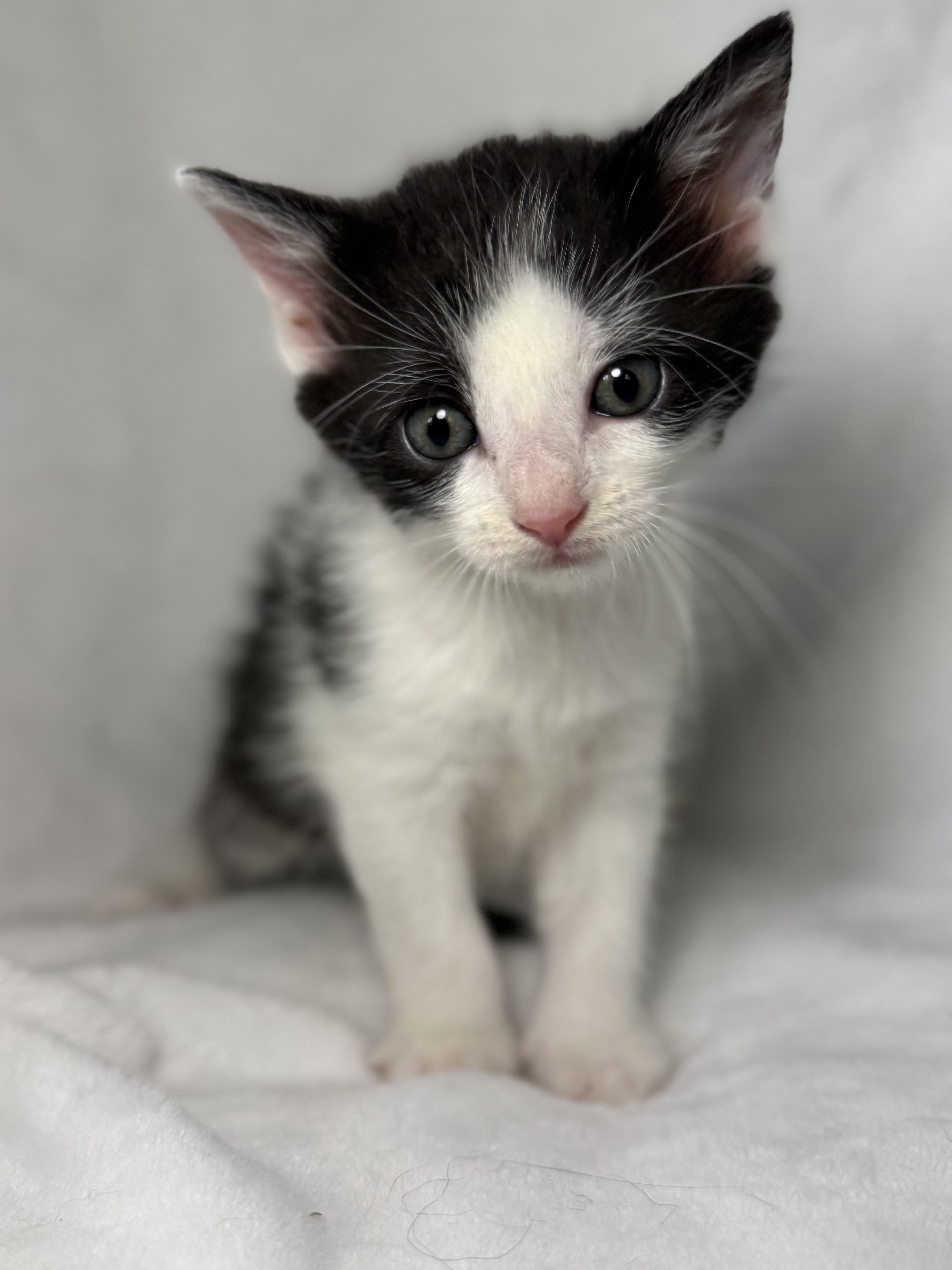 Enlarge Louisa May Alcott, a ADOPTABLE mixed breed in Greensboro, NC image 3/4