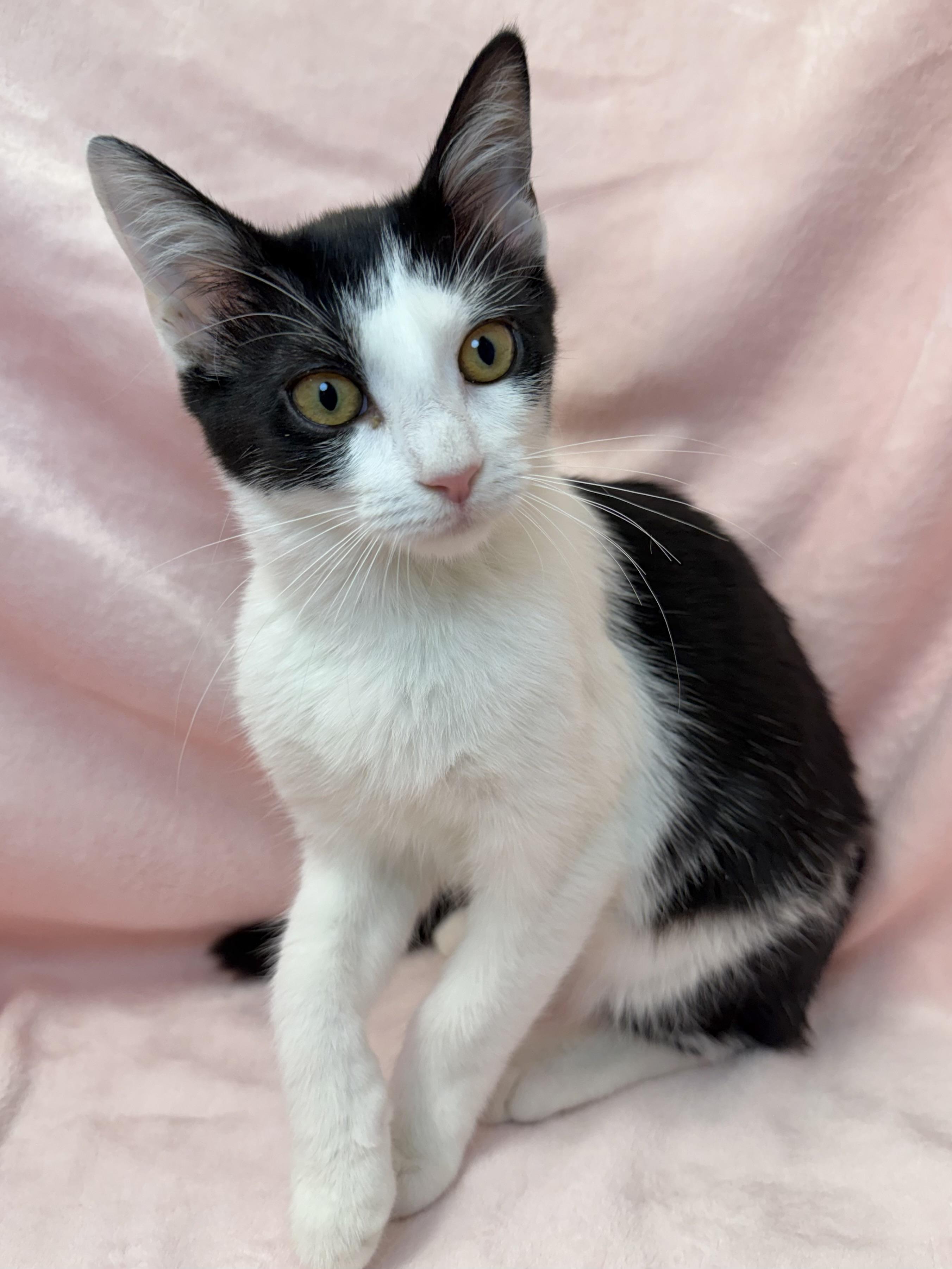 Louisa May Alcott, ADOPTABLE, Kitten Female Domestic Short Hair & Tuxedo.