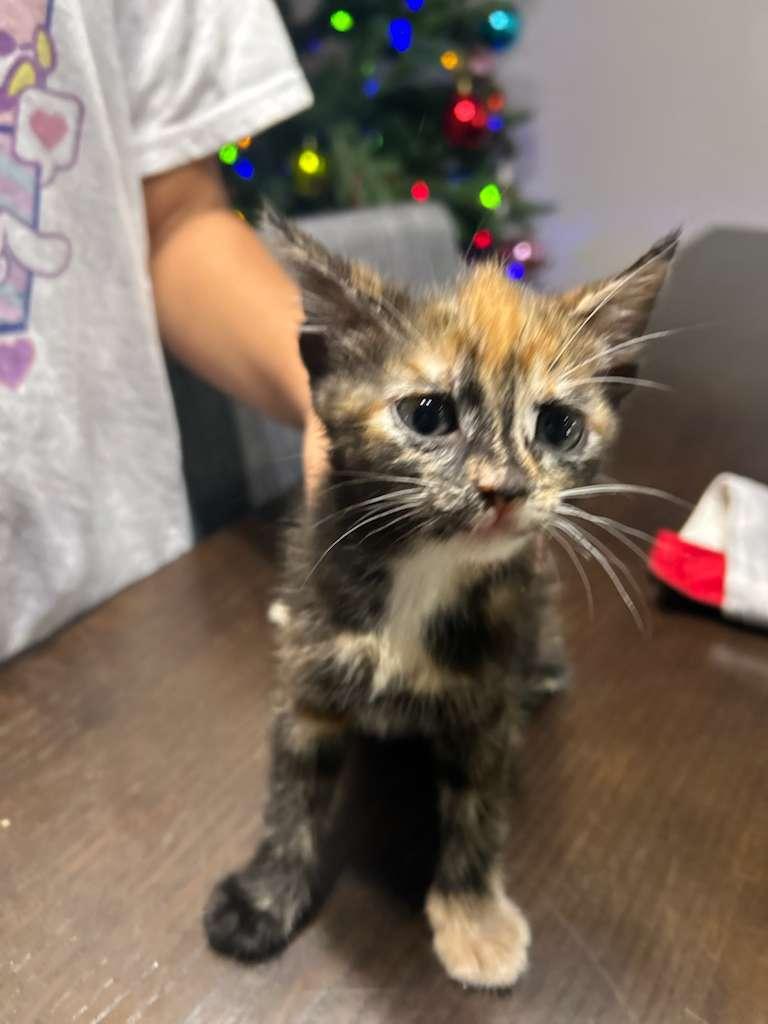 Winley, adopted, Kitten Female Tortoiseshell.