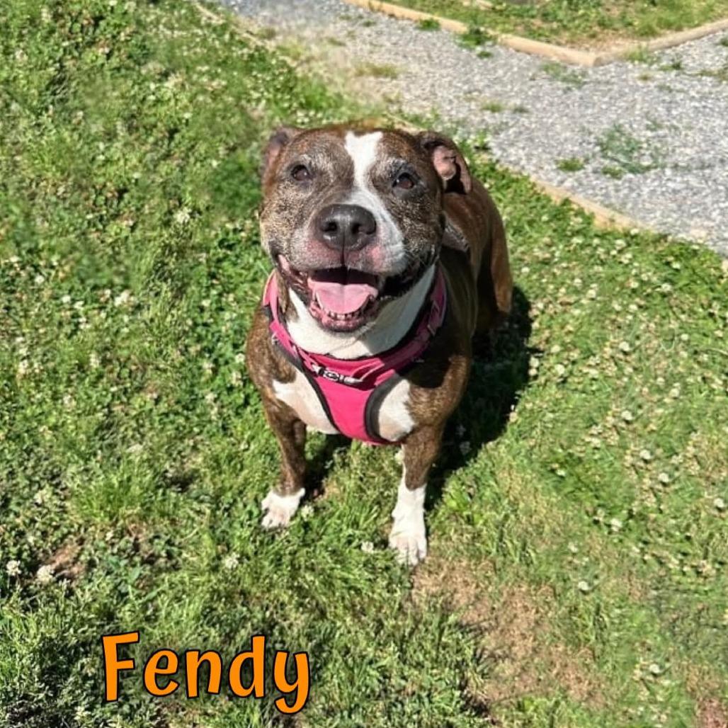 Fendy, Adoptable, Senior Female Pit Bull Terrier & Hound.