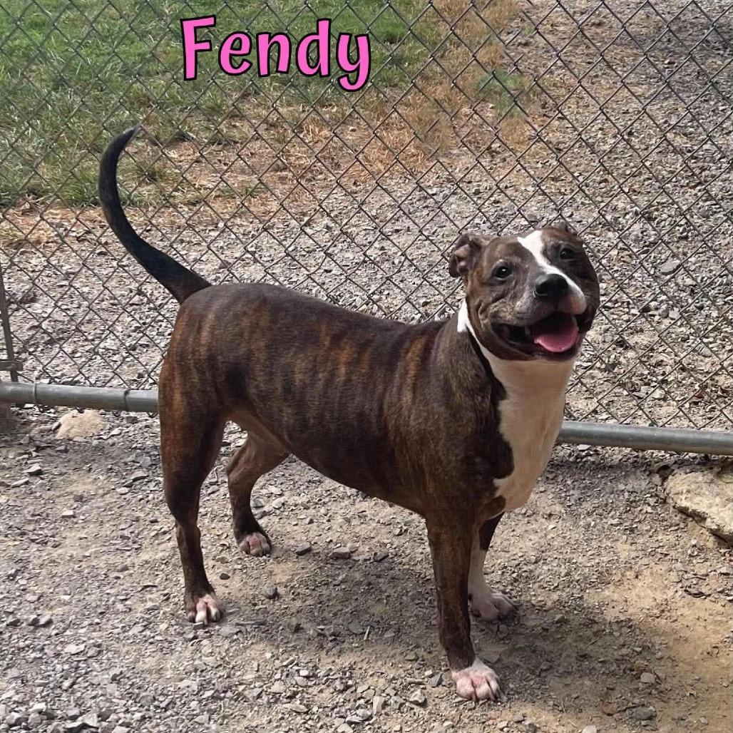 Enlarge Fendy, a Adoptable mixed breed in Oak Ridge, TN image 2/6
